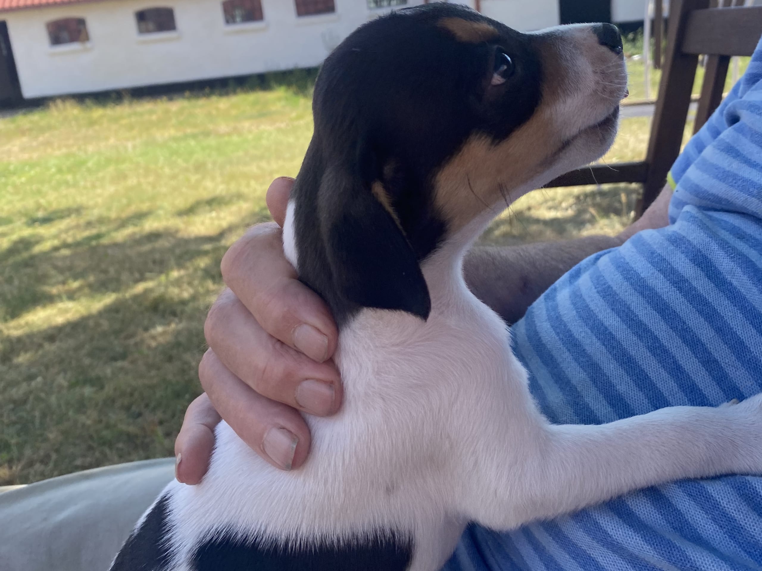 Danish Swedish Farmdog · Hjørring · Arne Mejlhede