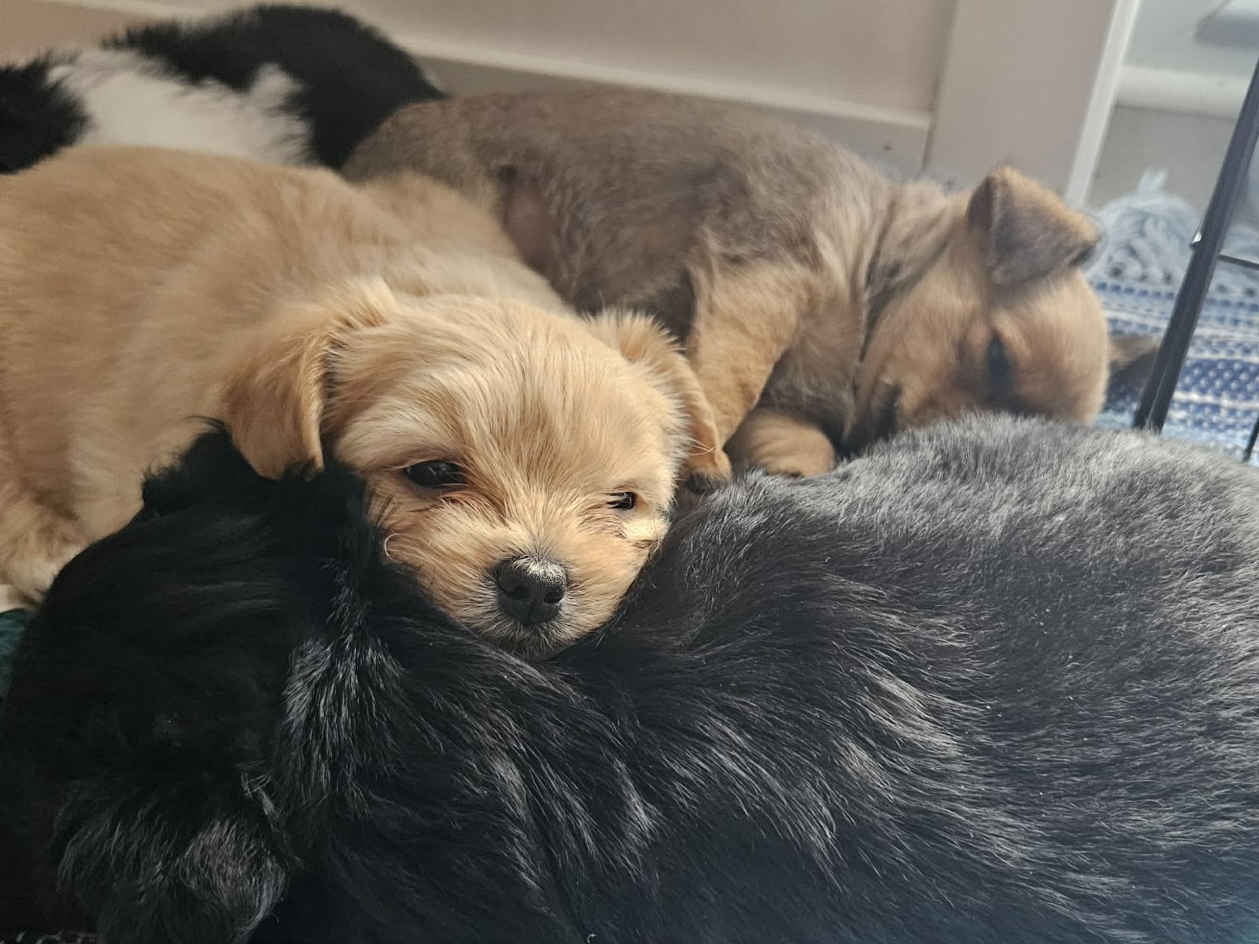Pomchi/Bichon frisé/Yorkshire terrier · Borås · Sofie L.