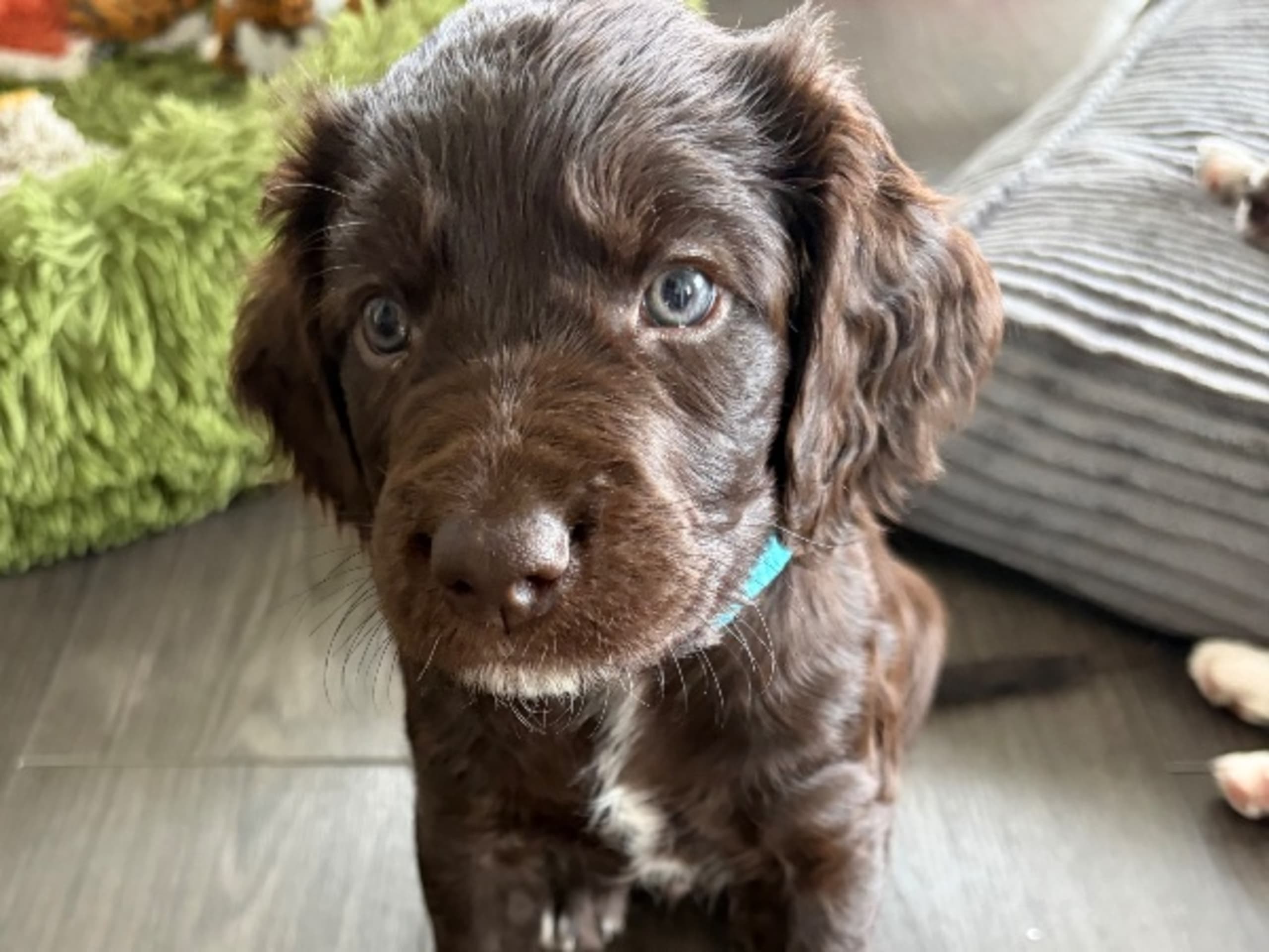 German Spaniel (Wachtelhund) · Sala · Lockfågelns