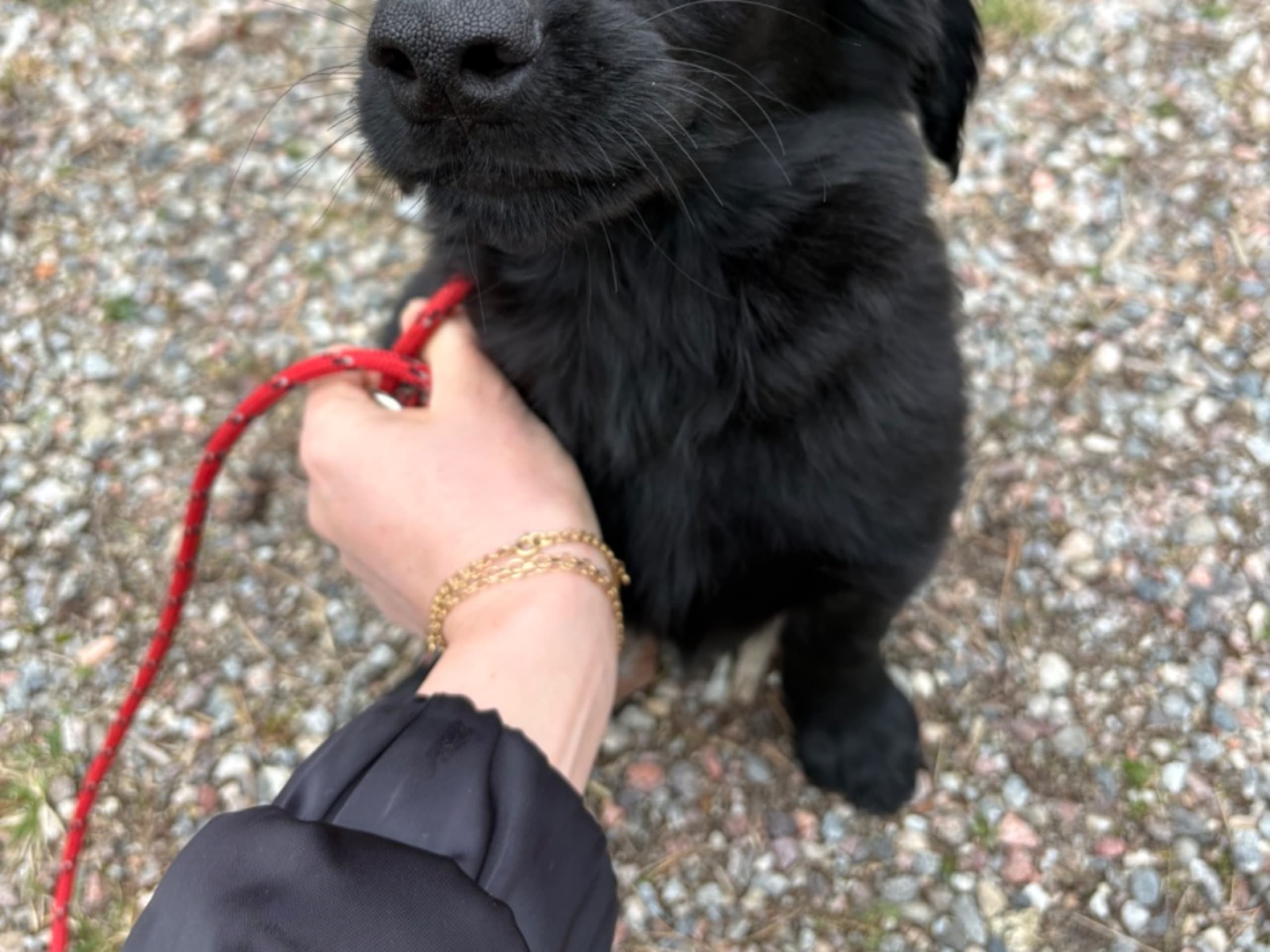 Flat Coated Retriever · Stockholm · Cacis Junior