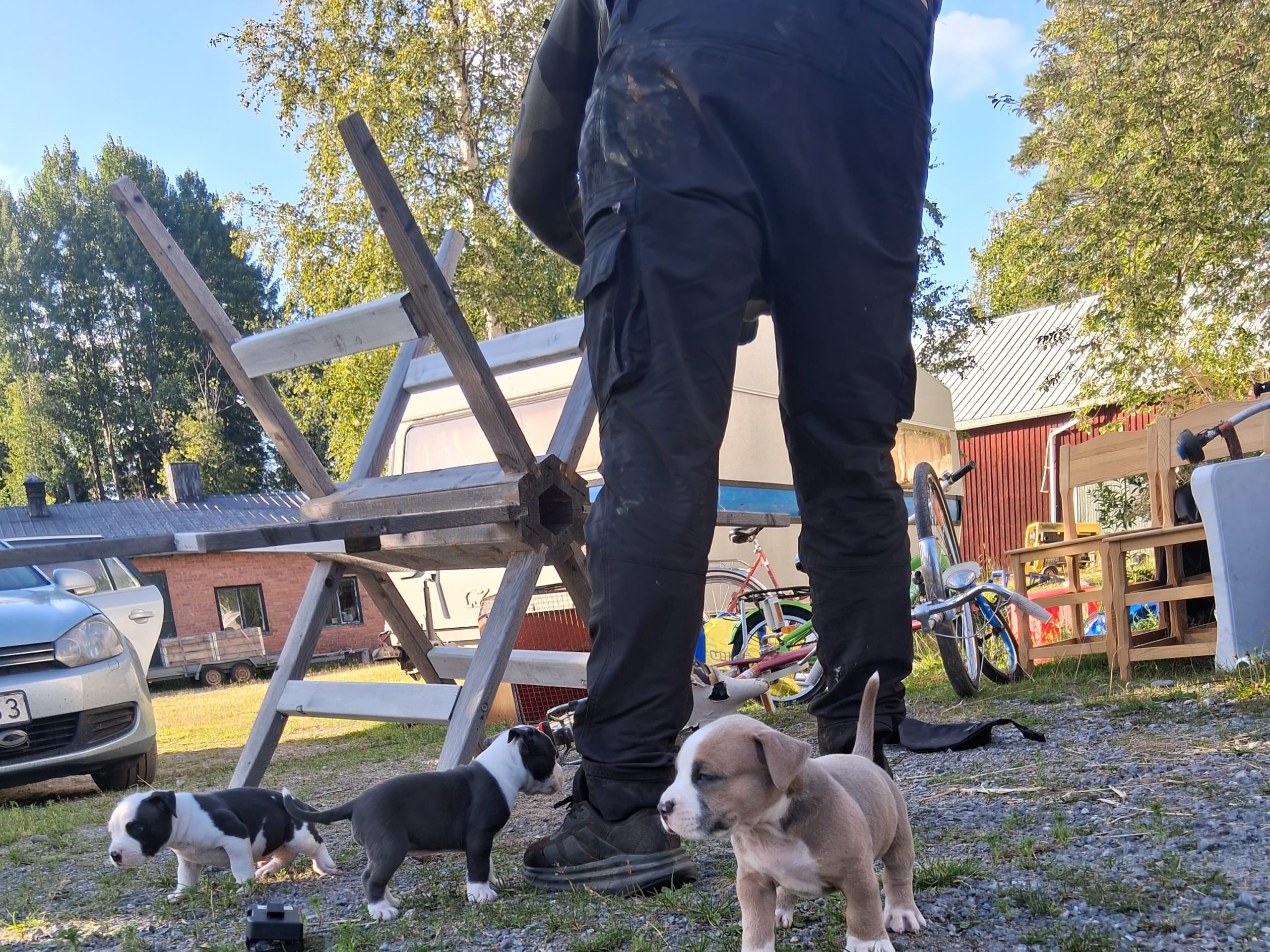 American bully x amstaff · Bjurholm · Leia R.