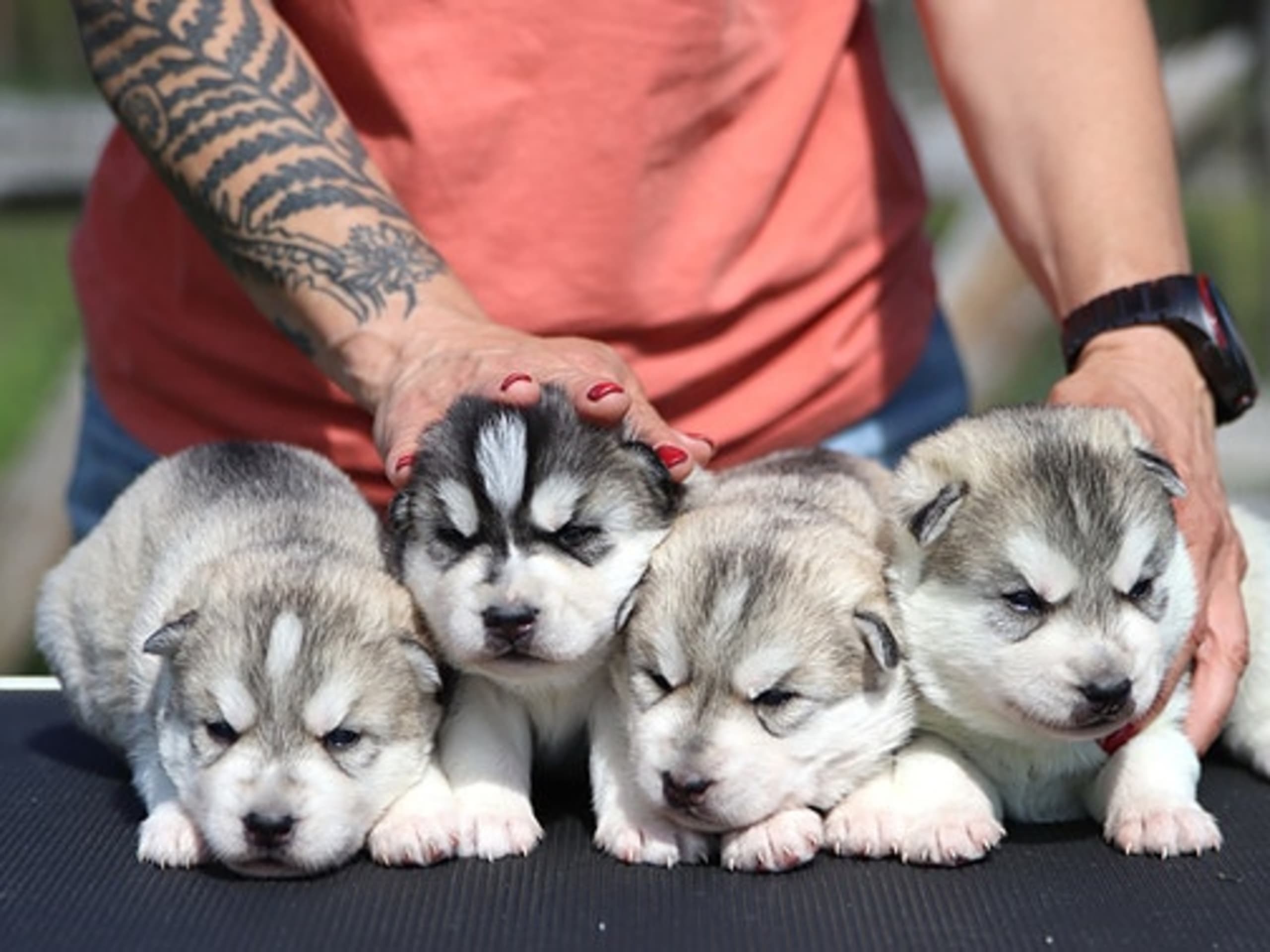 Siberian husky · Sørskogbygda · Joanna Krystyna Ratajczak