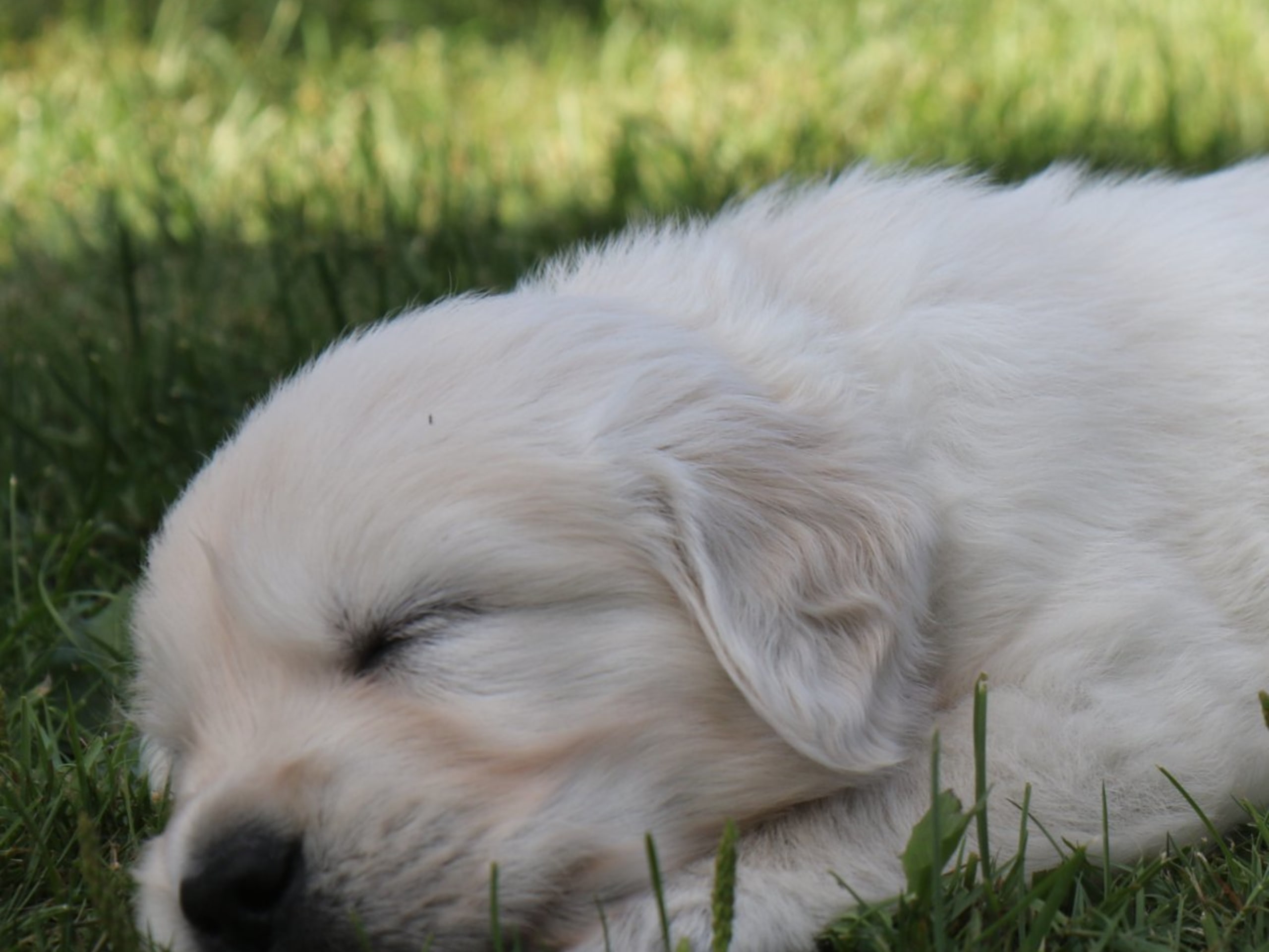 Golden retriever · Torup · Canagold's
