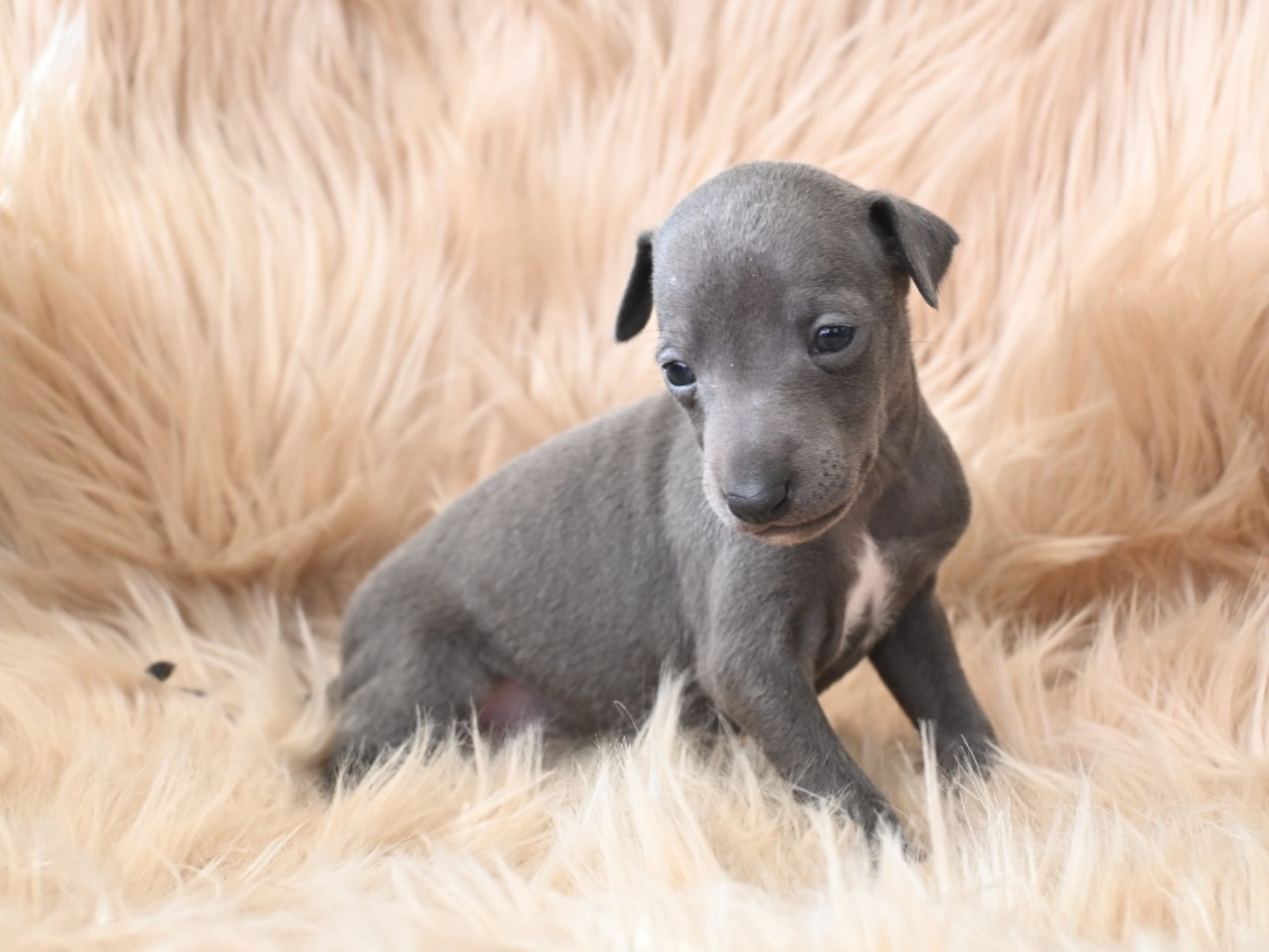 Italian Greyhound · Tidaholm · Powerbohemians
