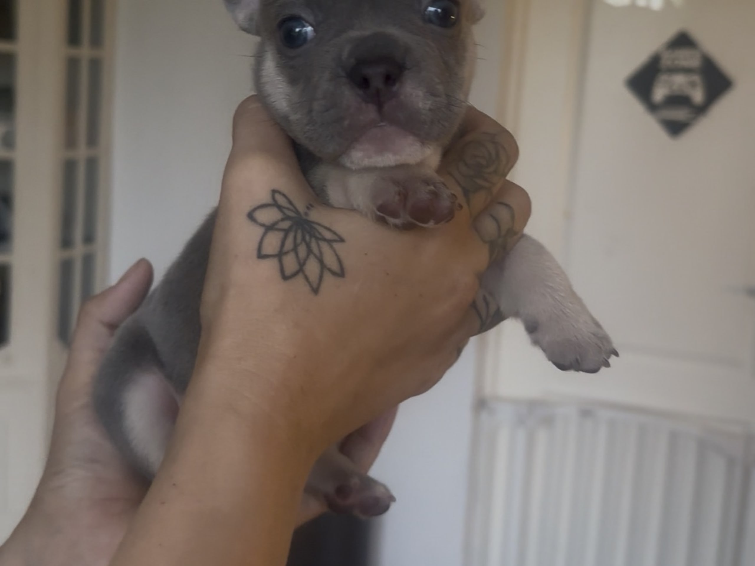Fransk bulldog · Malmö · Gaso’s kennel