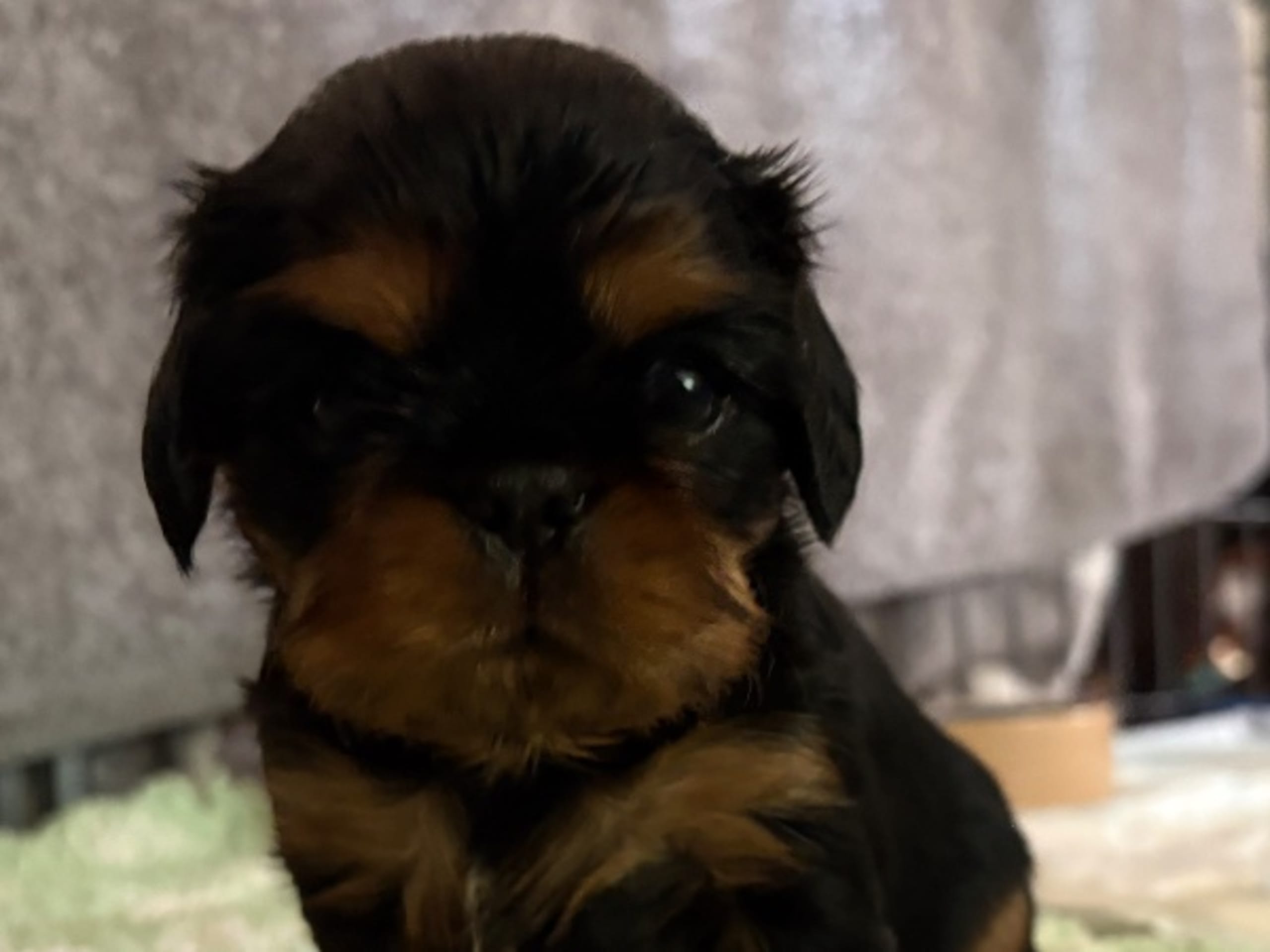 King Charles Spaniel · Kristinehamn · Shim Shim Shiree
