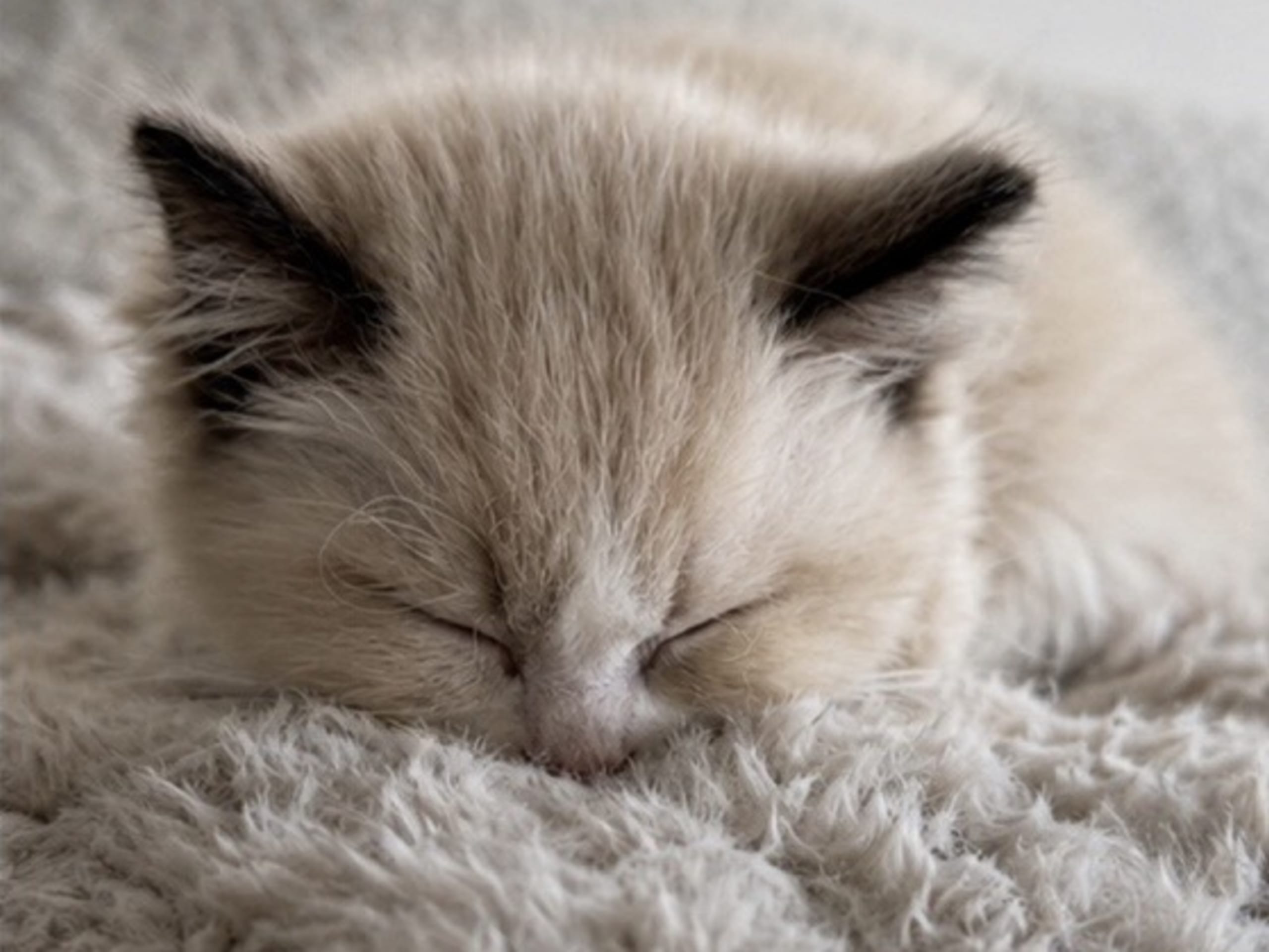 Ragdoll