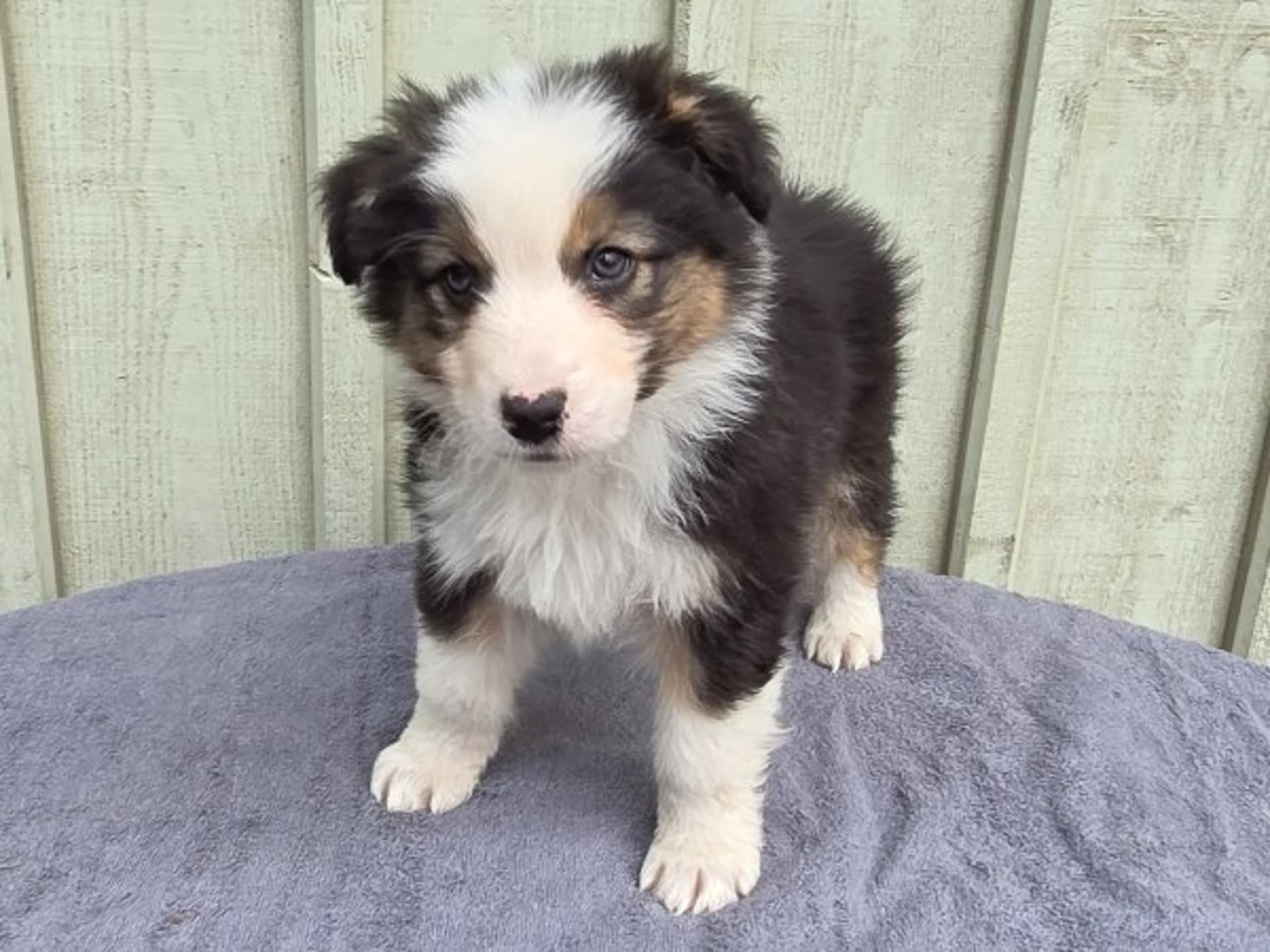 Australian Shepherd · Tidaholm · Macenzies