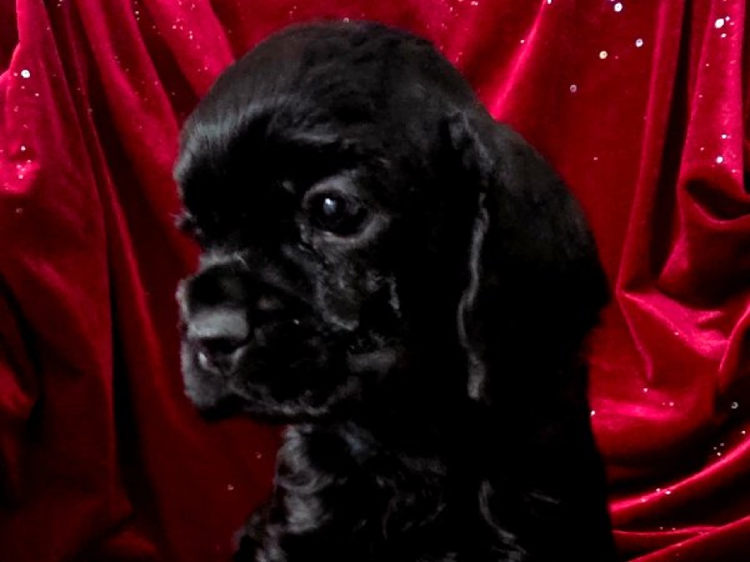 Amerikansk cocker spaniel · Bottnaryd · De La Pi's