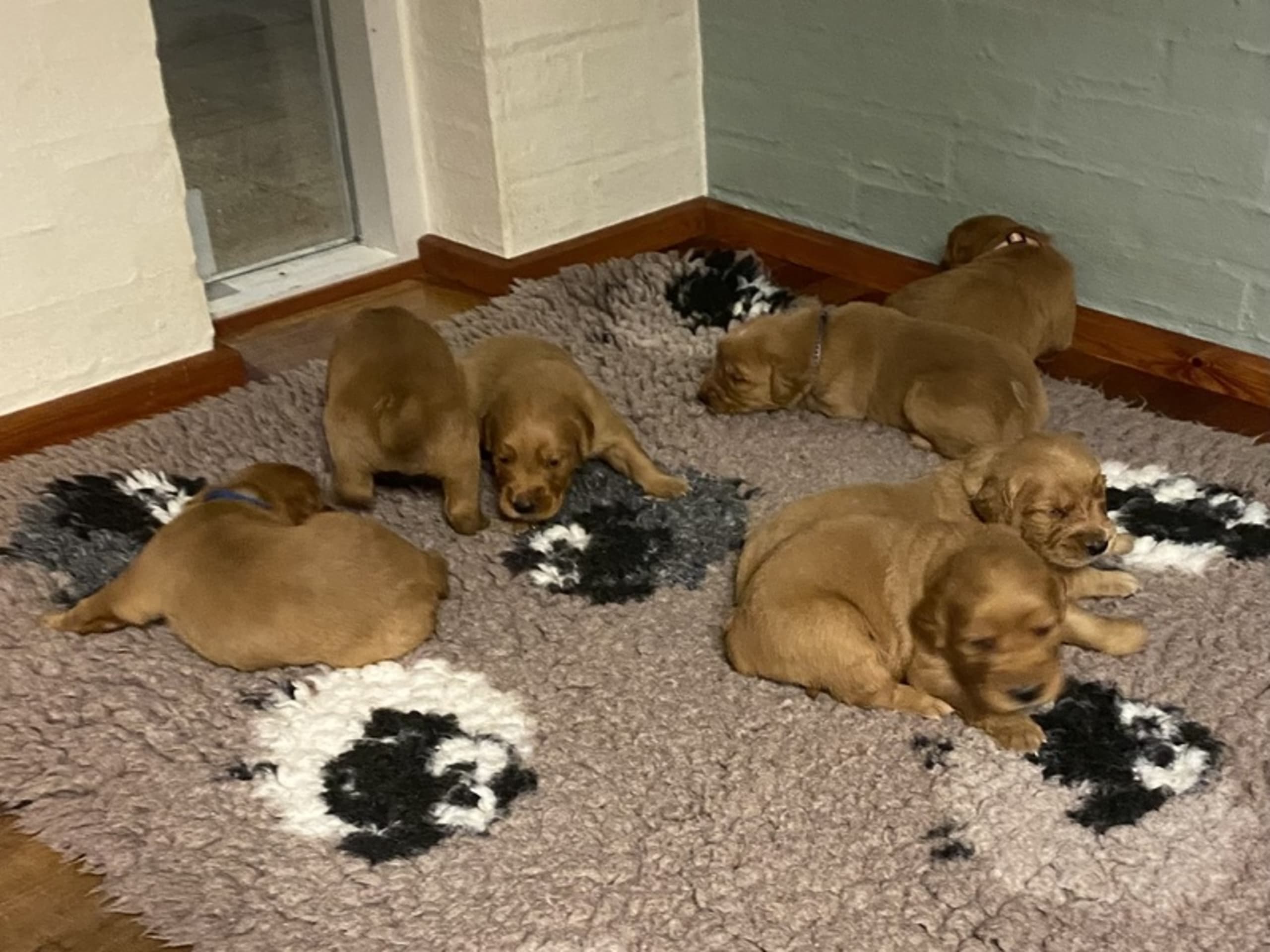 Golden retriever · Bindslev · Hoplas Gold