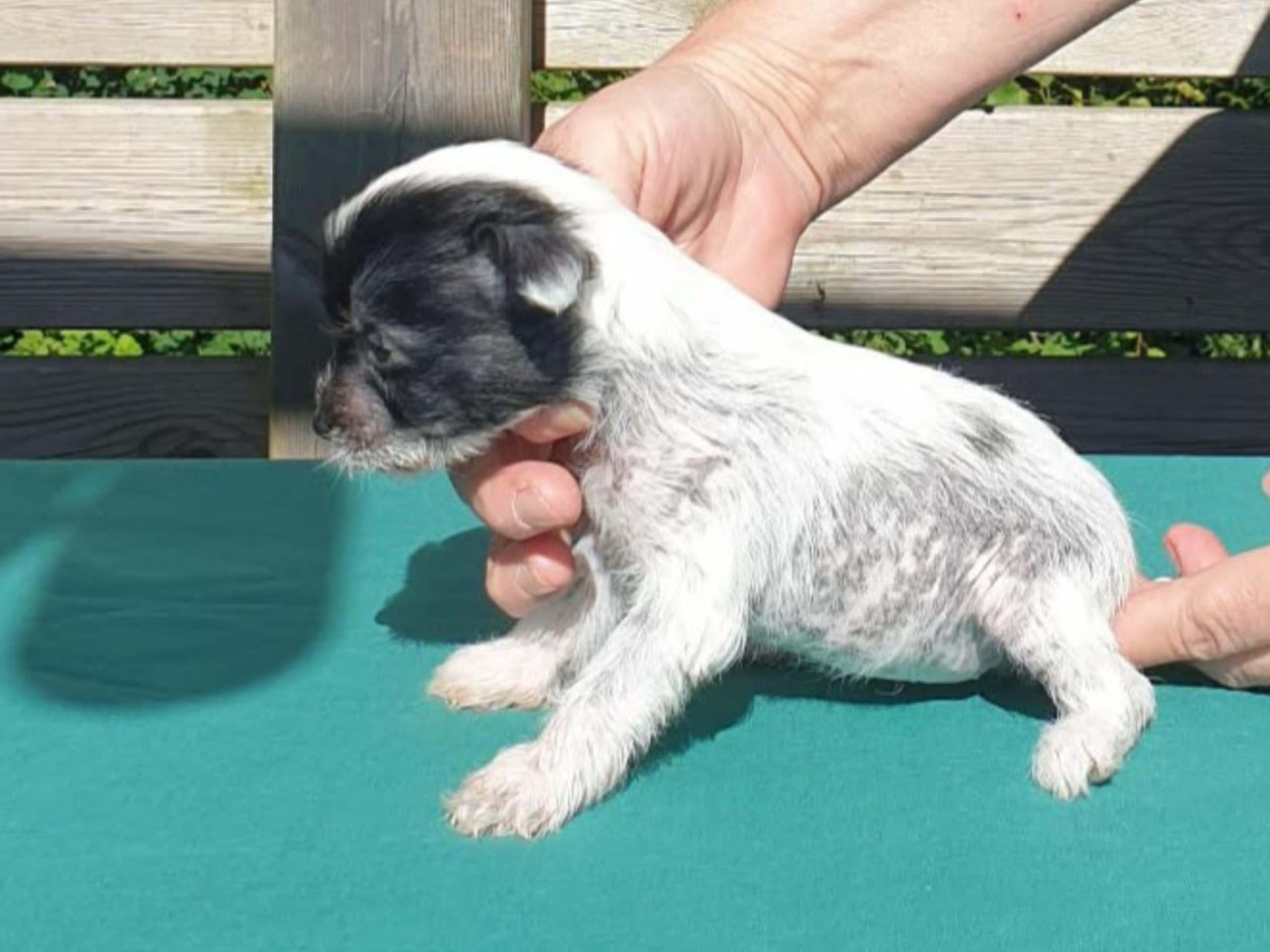 Chinese crested dog · Brålanda · Frenja