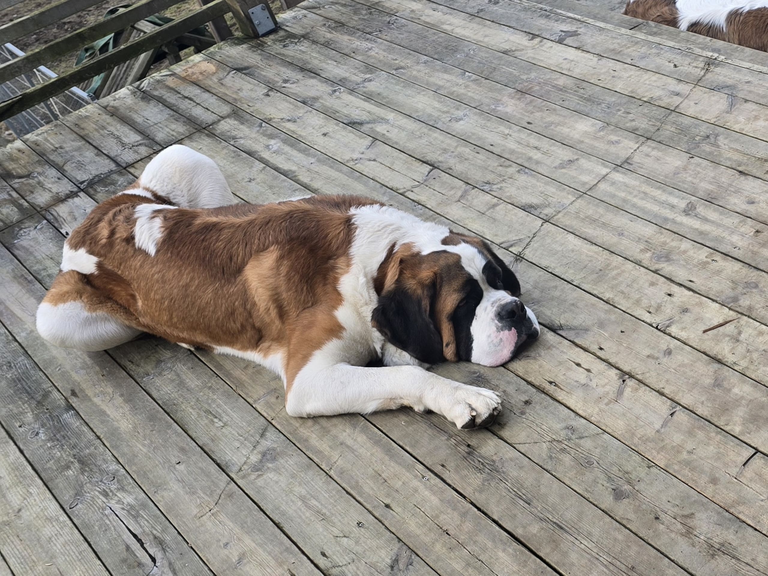 Sanktbernhardshund