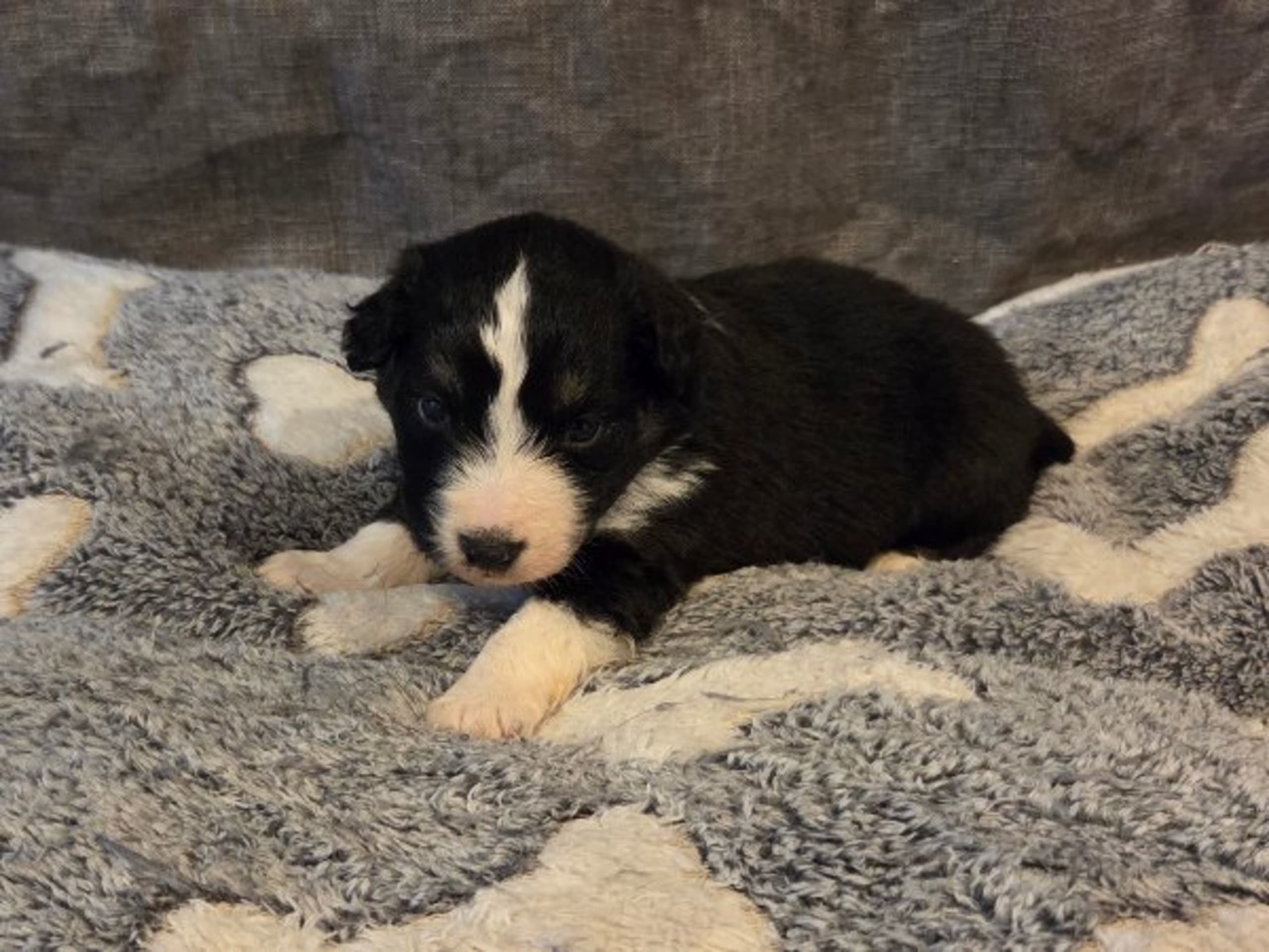 Miniature american shepherd · Tidaholm · Macenzies