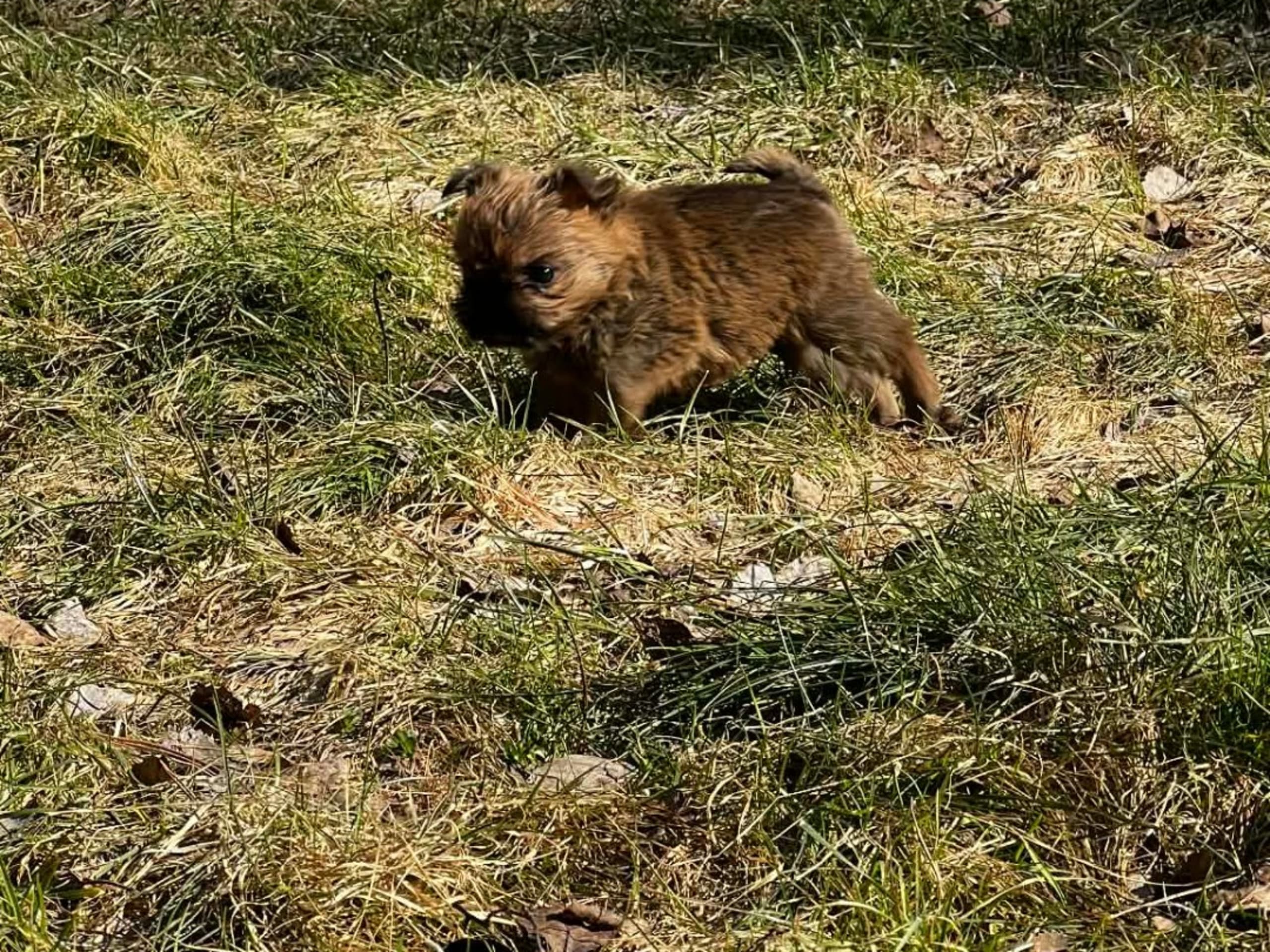 Griffon bruxellois · Mariestad · Goblins Kennel