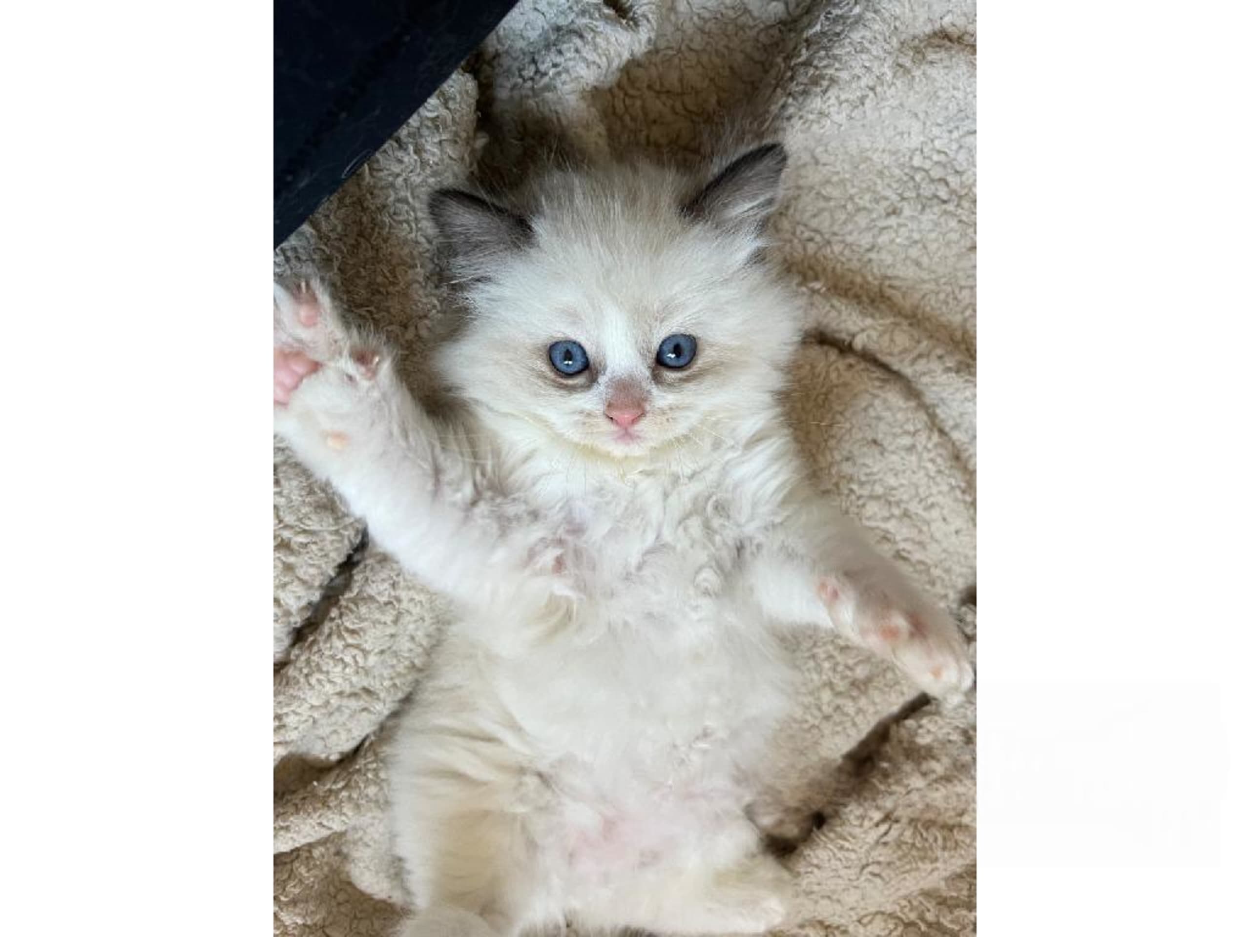 SE*Sapphire Blue Eyes