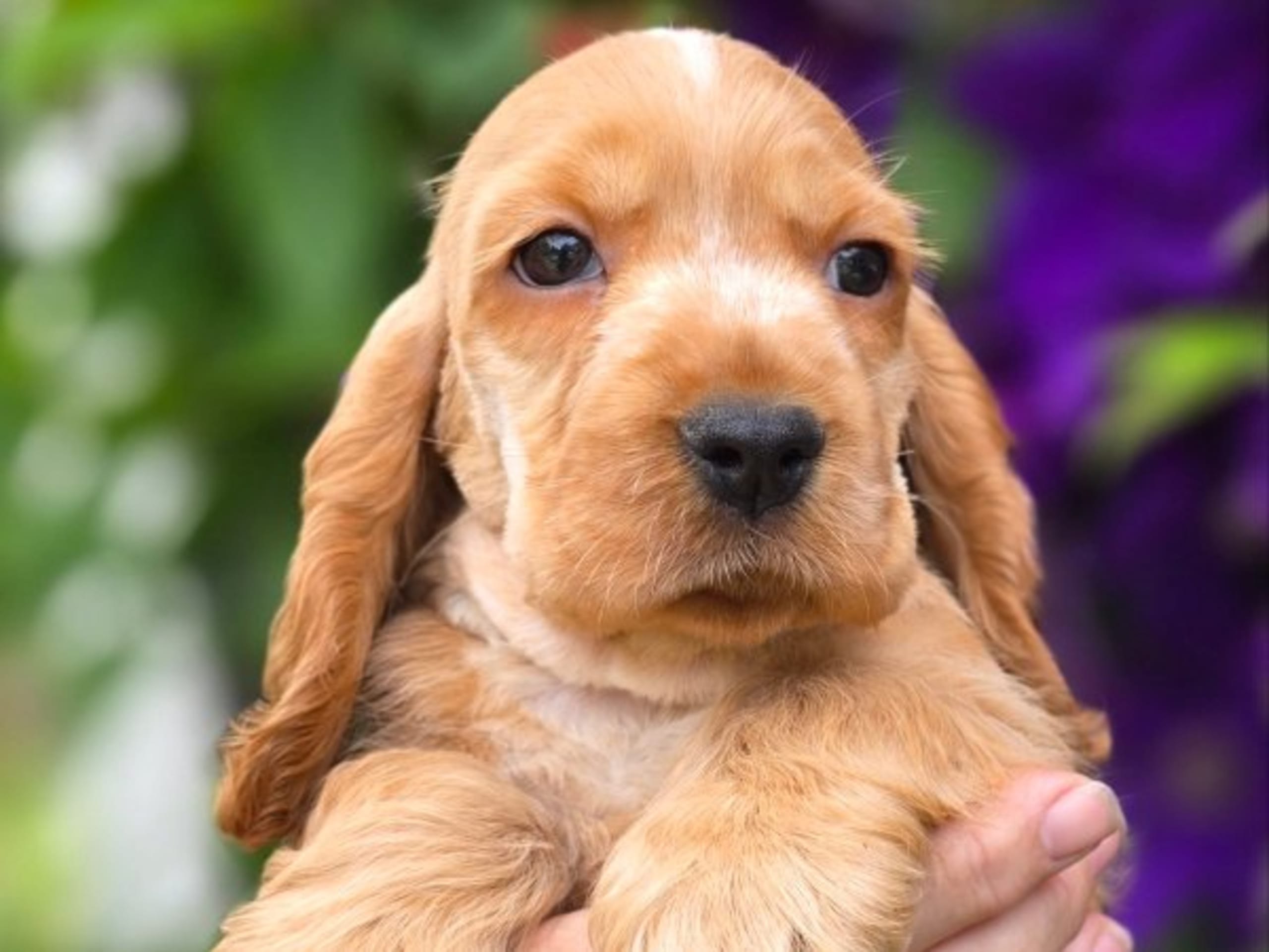 Cocker spaniel · Vikbolandet · Liljeblomman's Kennel