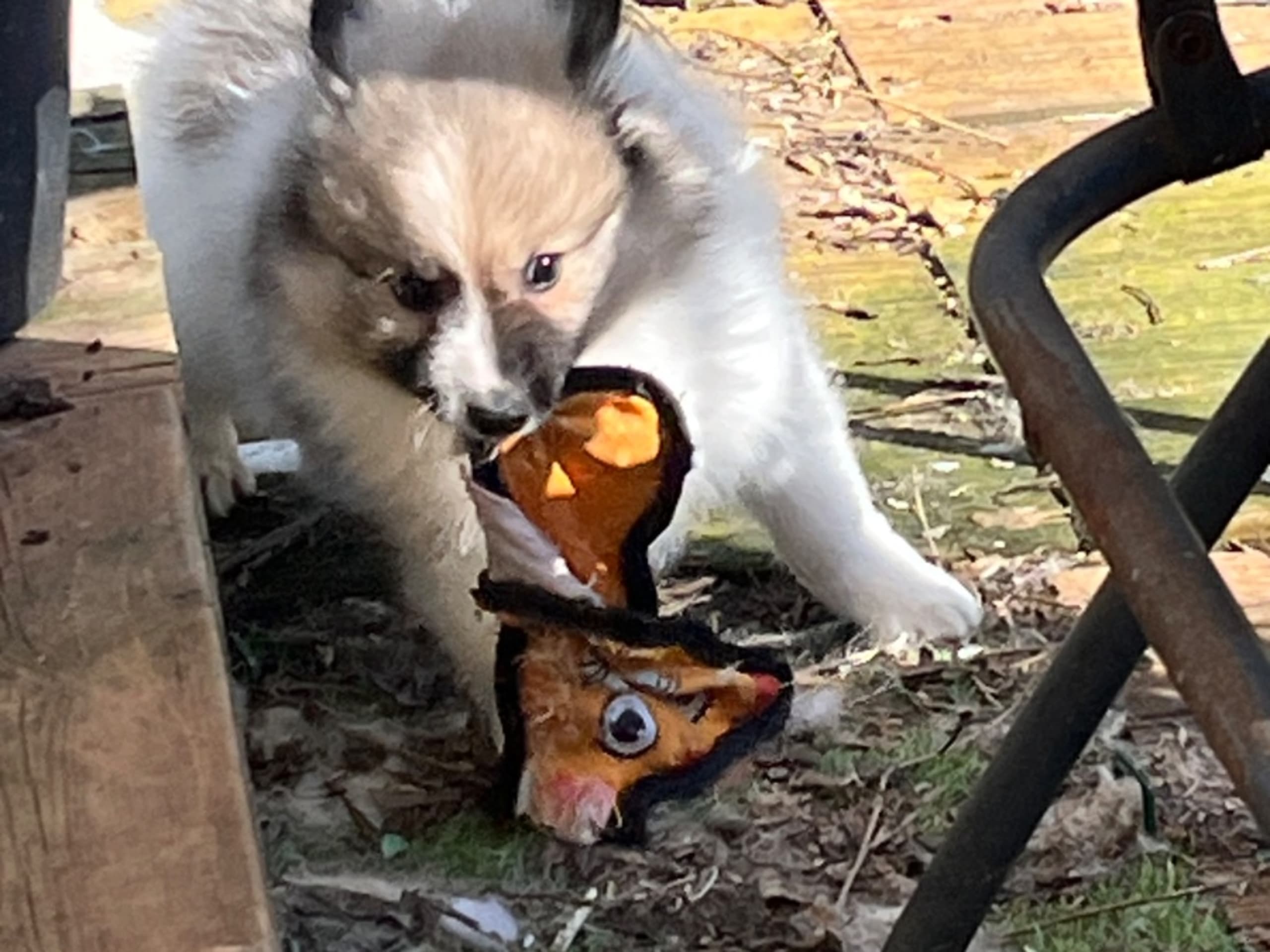 German Spitz – Mittelspitz · Storfors · Vallgårdens