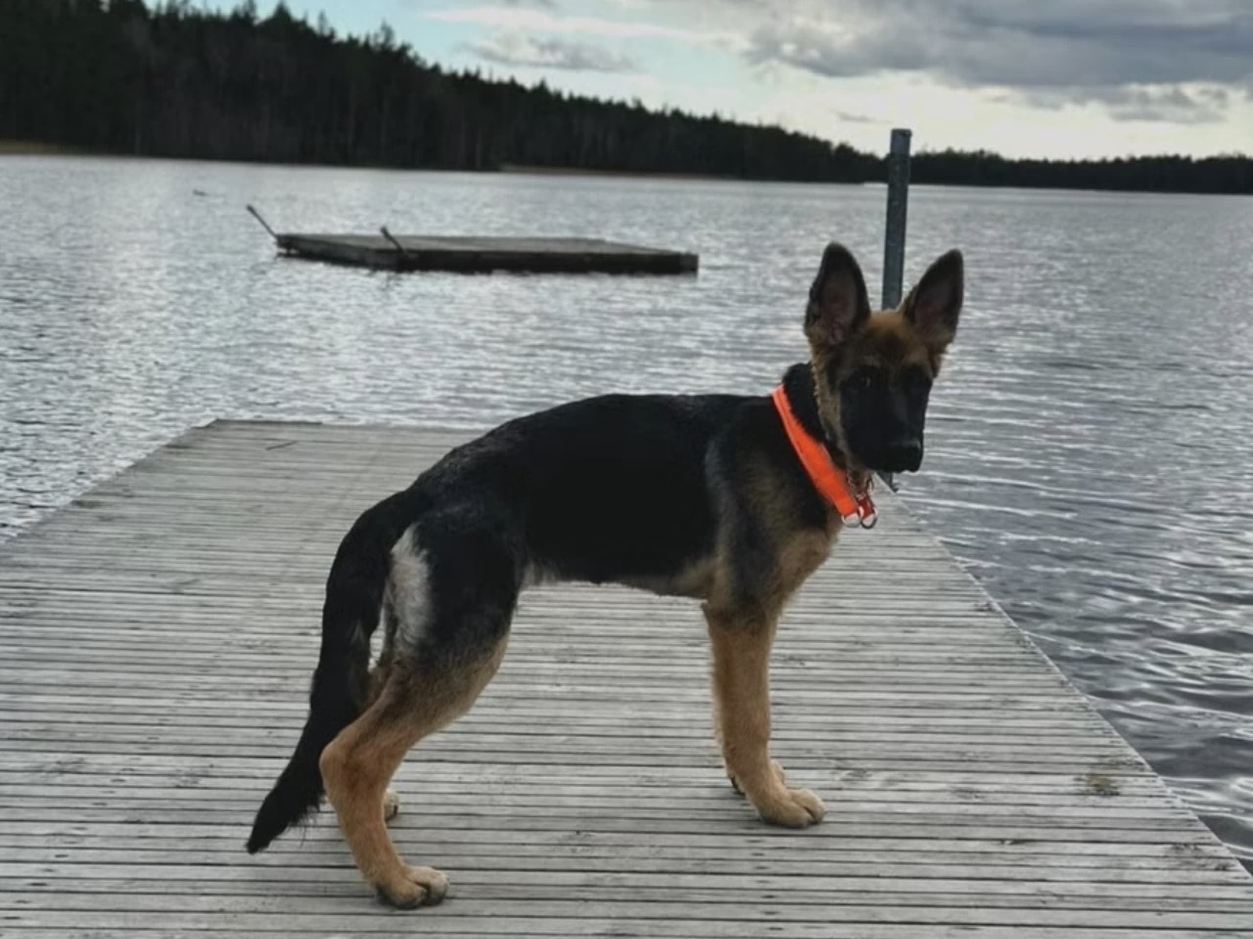 Schæferhund · Vittinge · Estridh S.