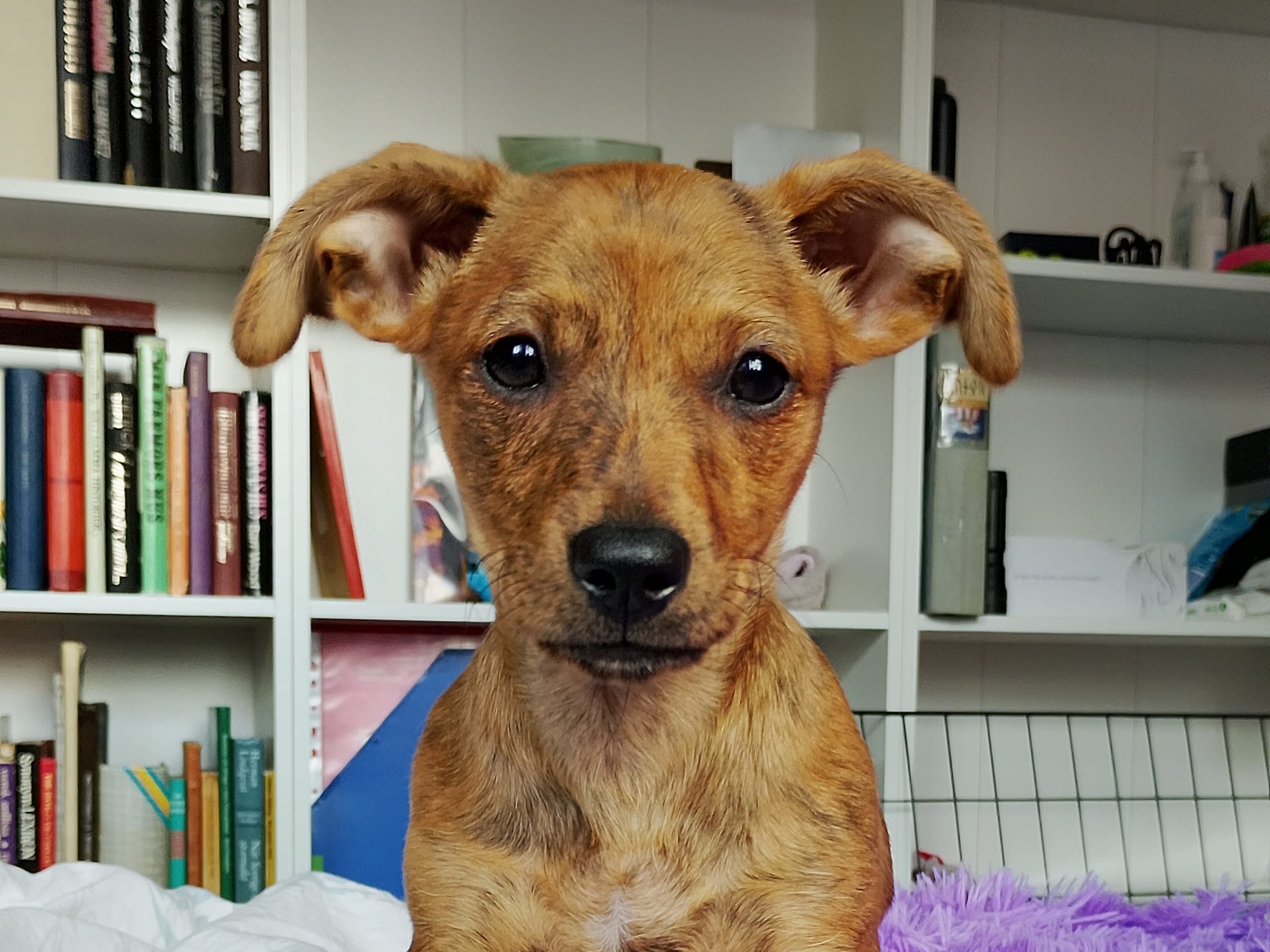 Tibetansk spaniel-?-English ToyTerrier · Söderåkra · Helen E.
