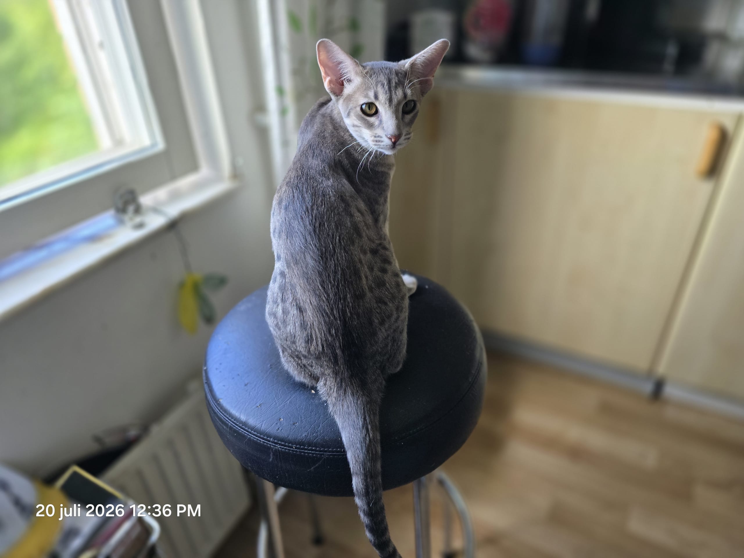 Ocicat · Uppsala · S*John-Johns