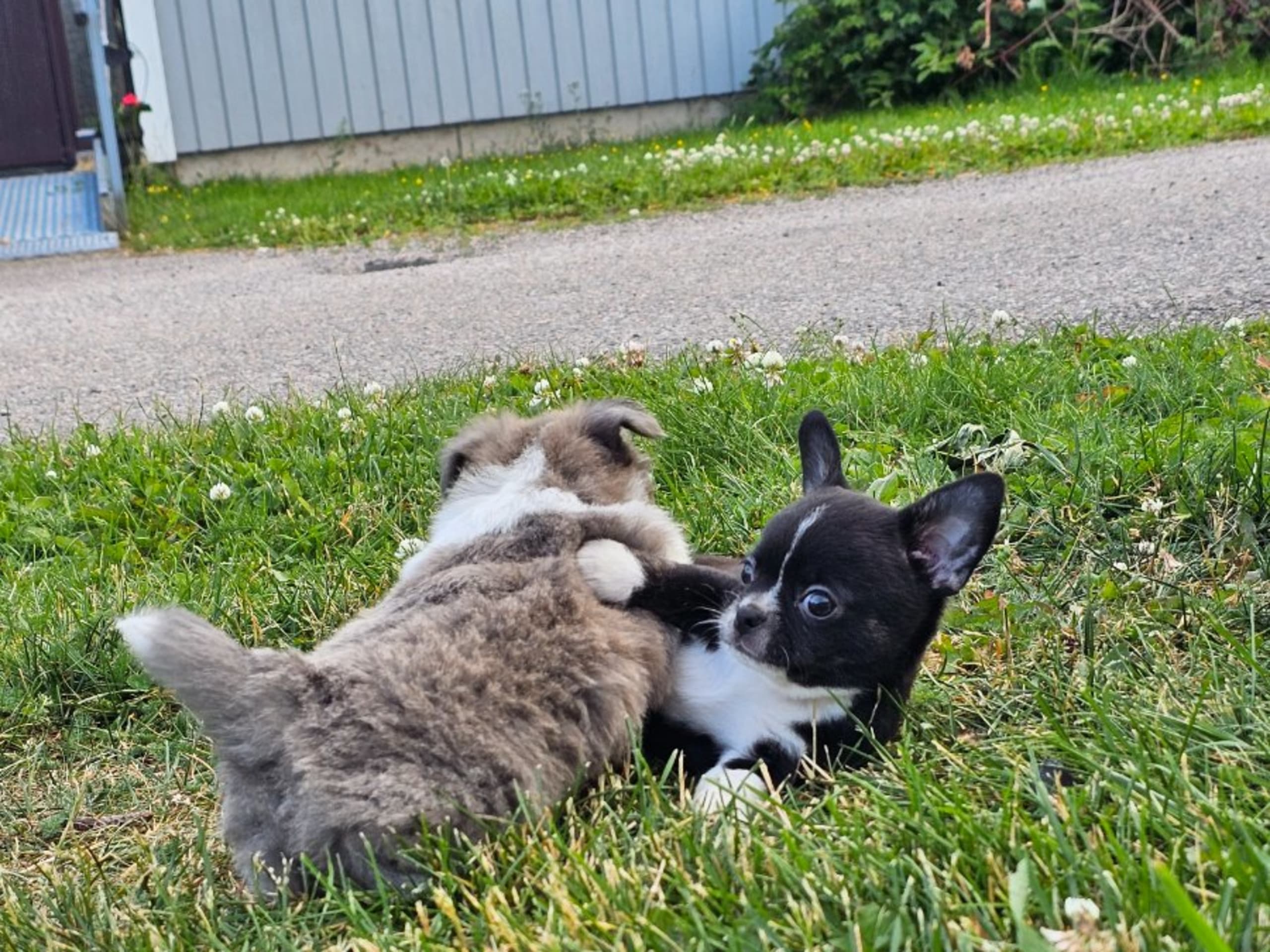 Chihuahua · Tärnsjö · Grankullaviks