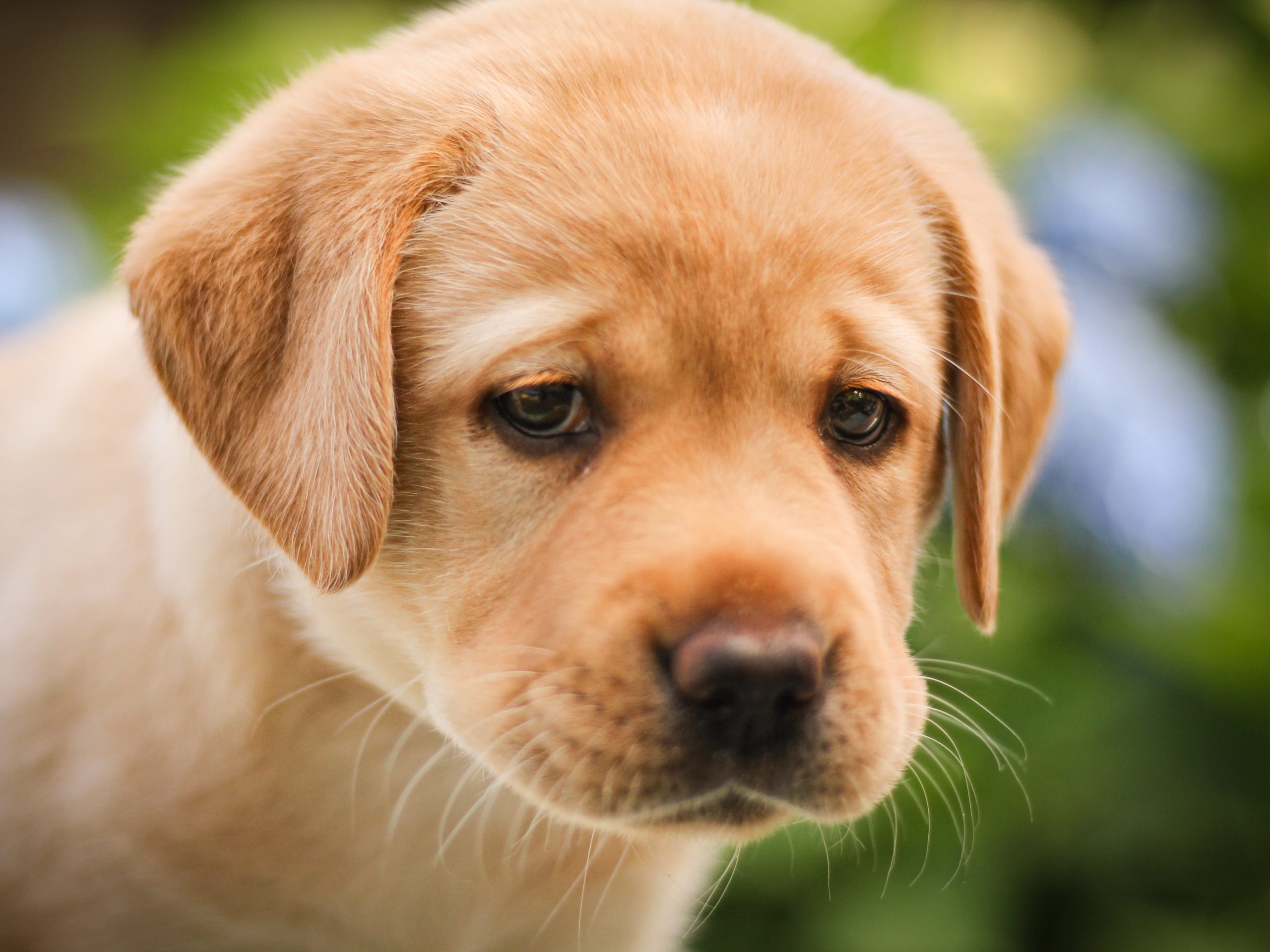Labrador retriever · Svärtinge · Blankgölens kennel