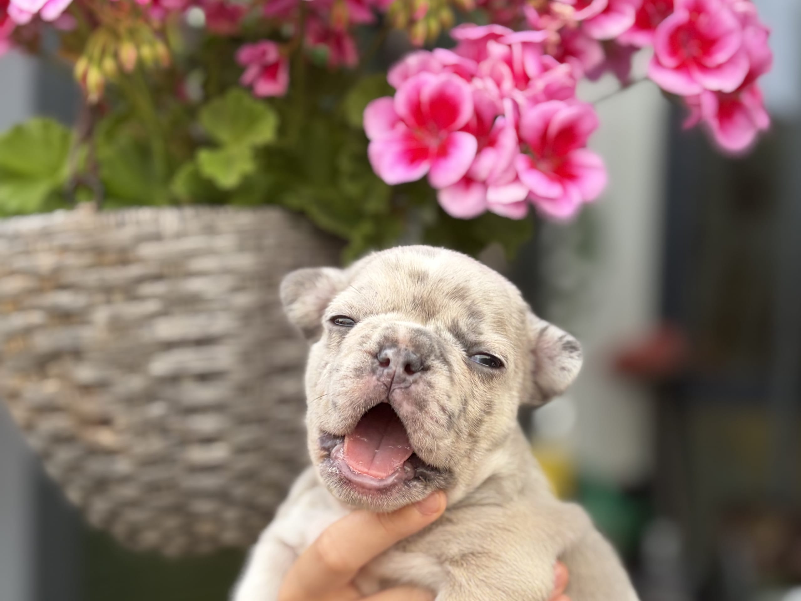 Fransk bulldog