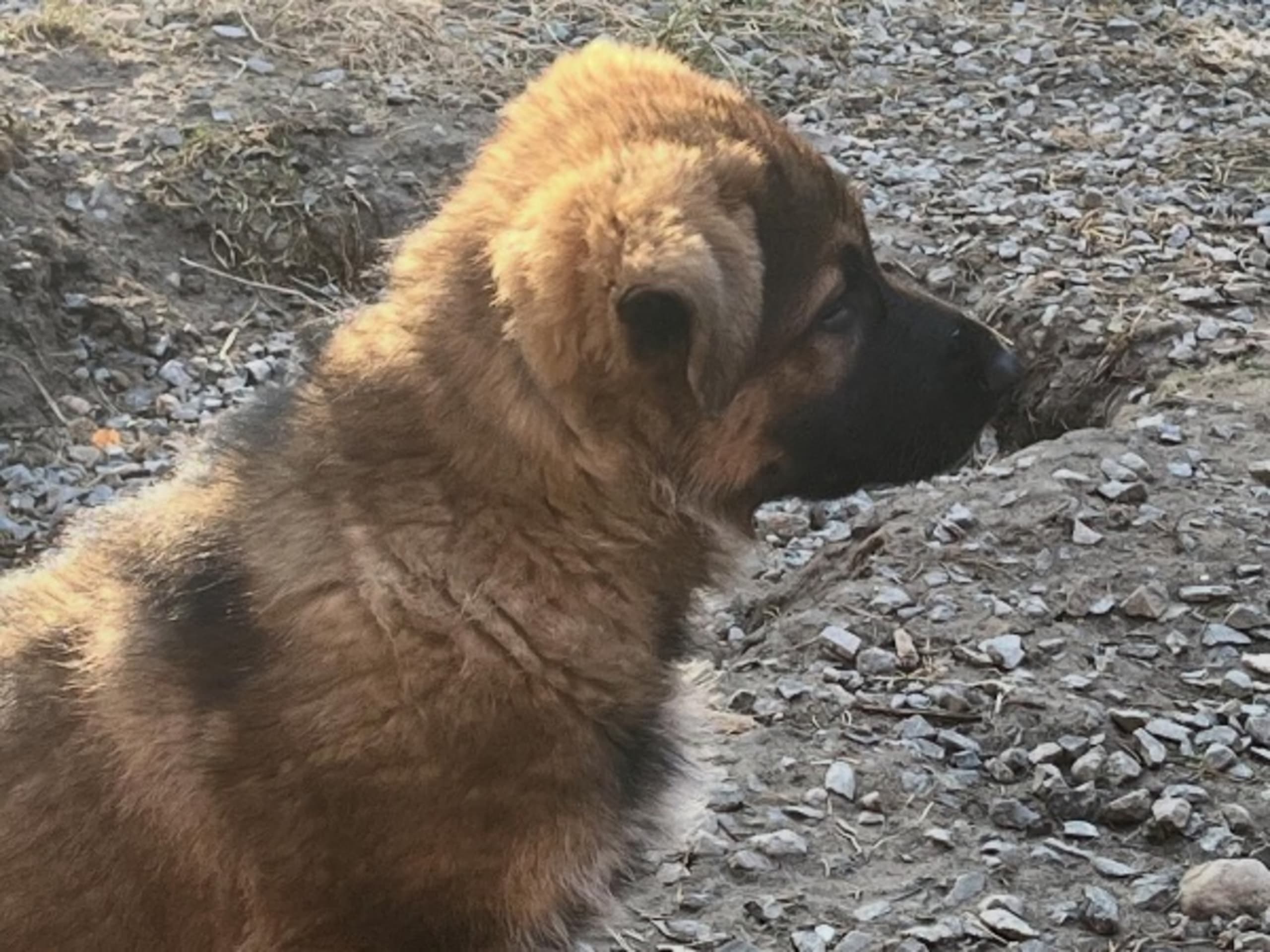 Tysk Schäferhund · Lyrestad · Gillzon