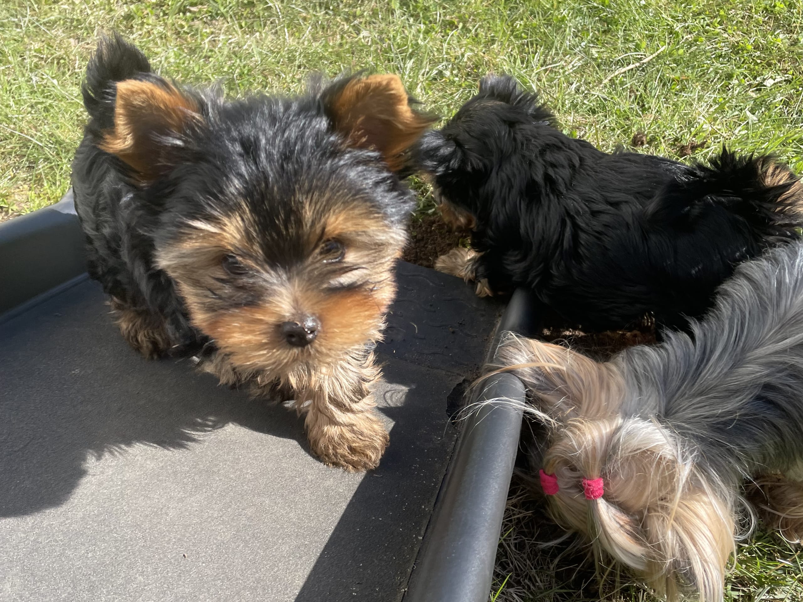 Yorkshire terrier · Vårgårda · Charlotte A.