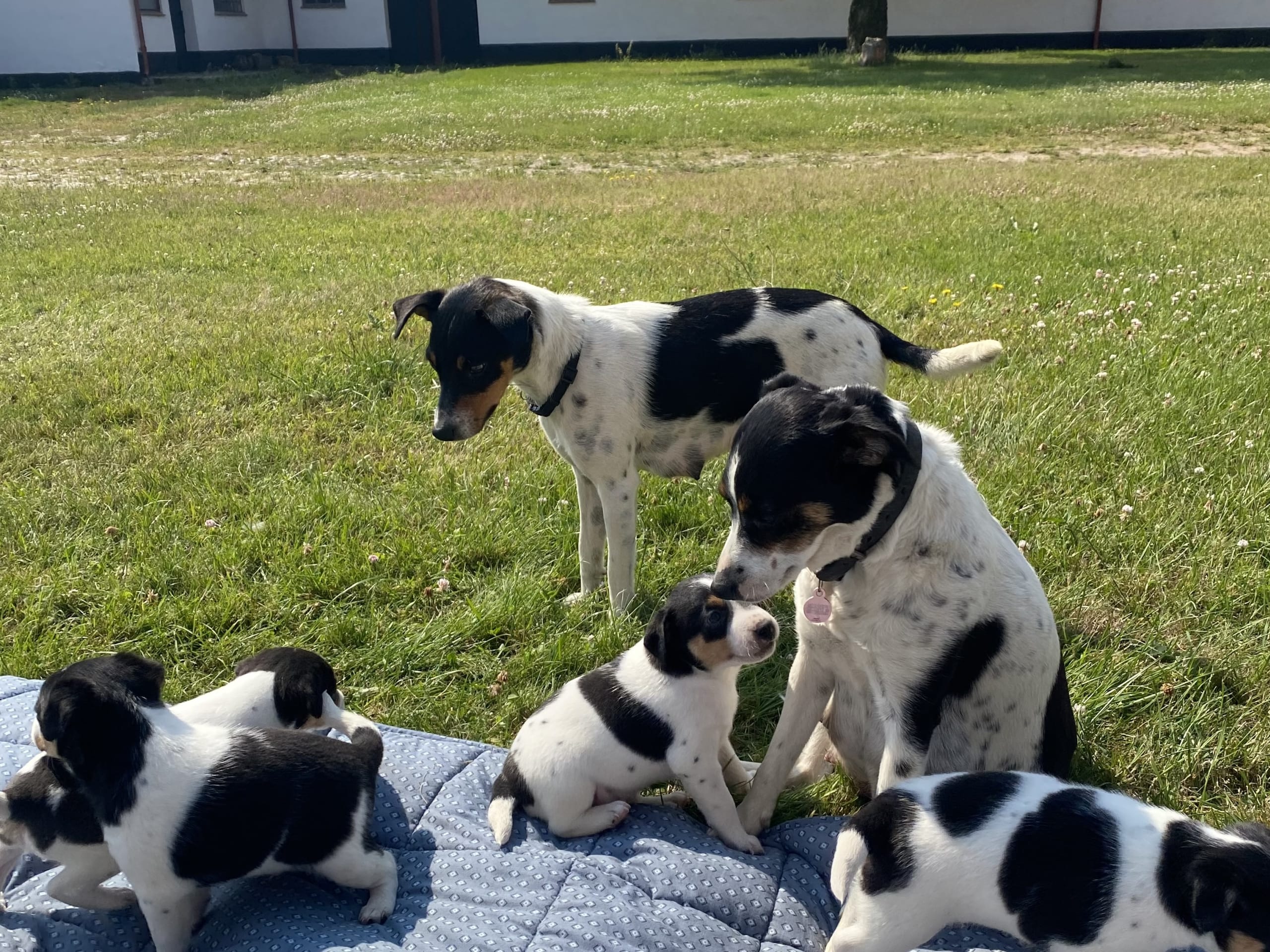 Danish Swedish Farmdog · Hjørring · Arne Mejlhede