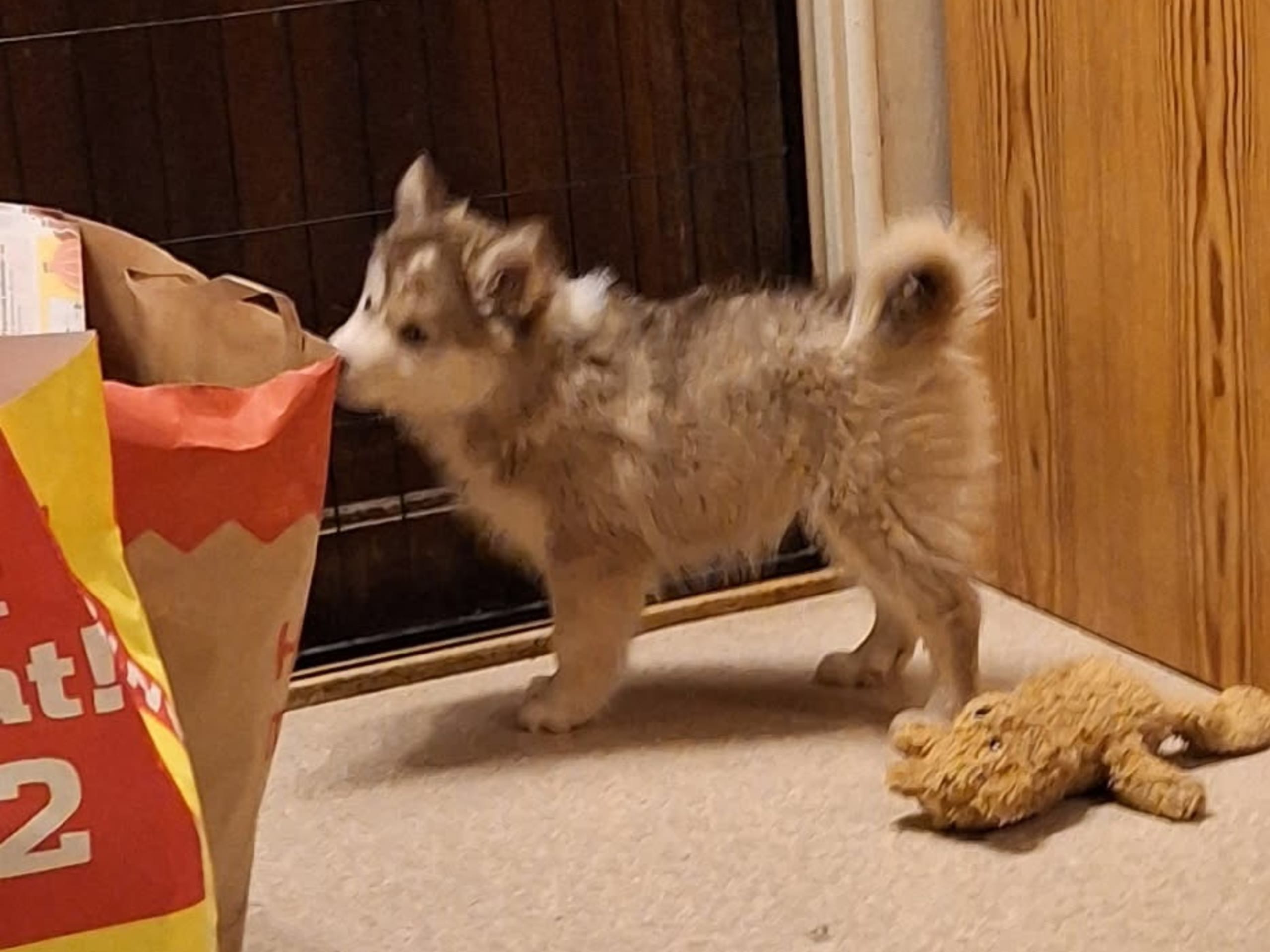 Fairdogs