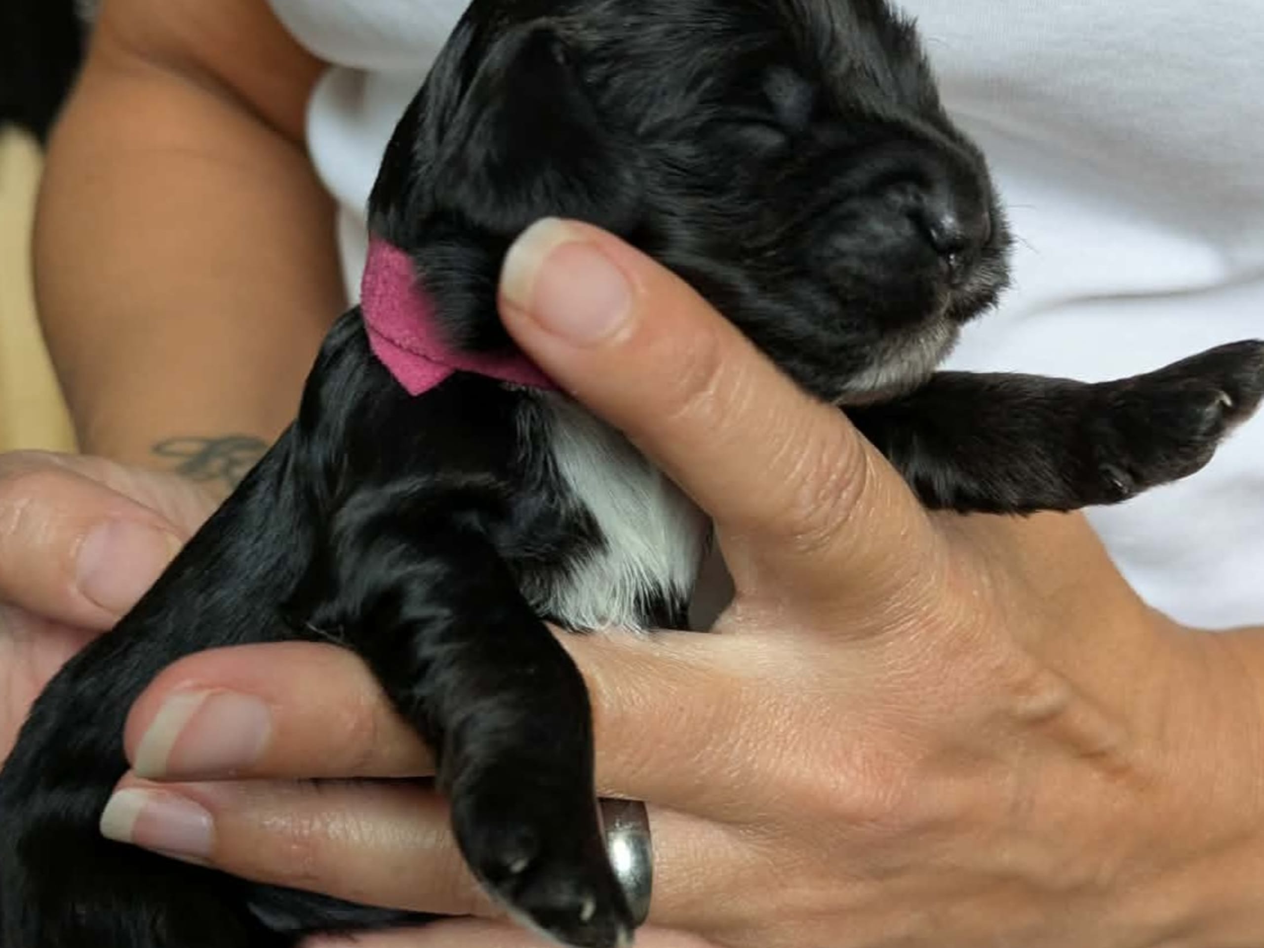 Cockerpoo · Sollentuna · Mikaela C.