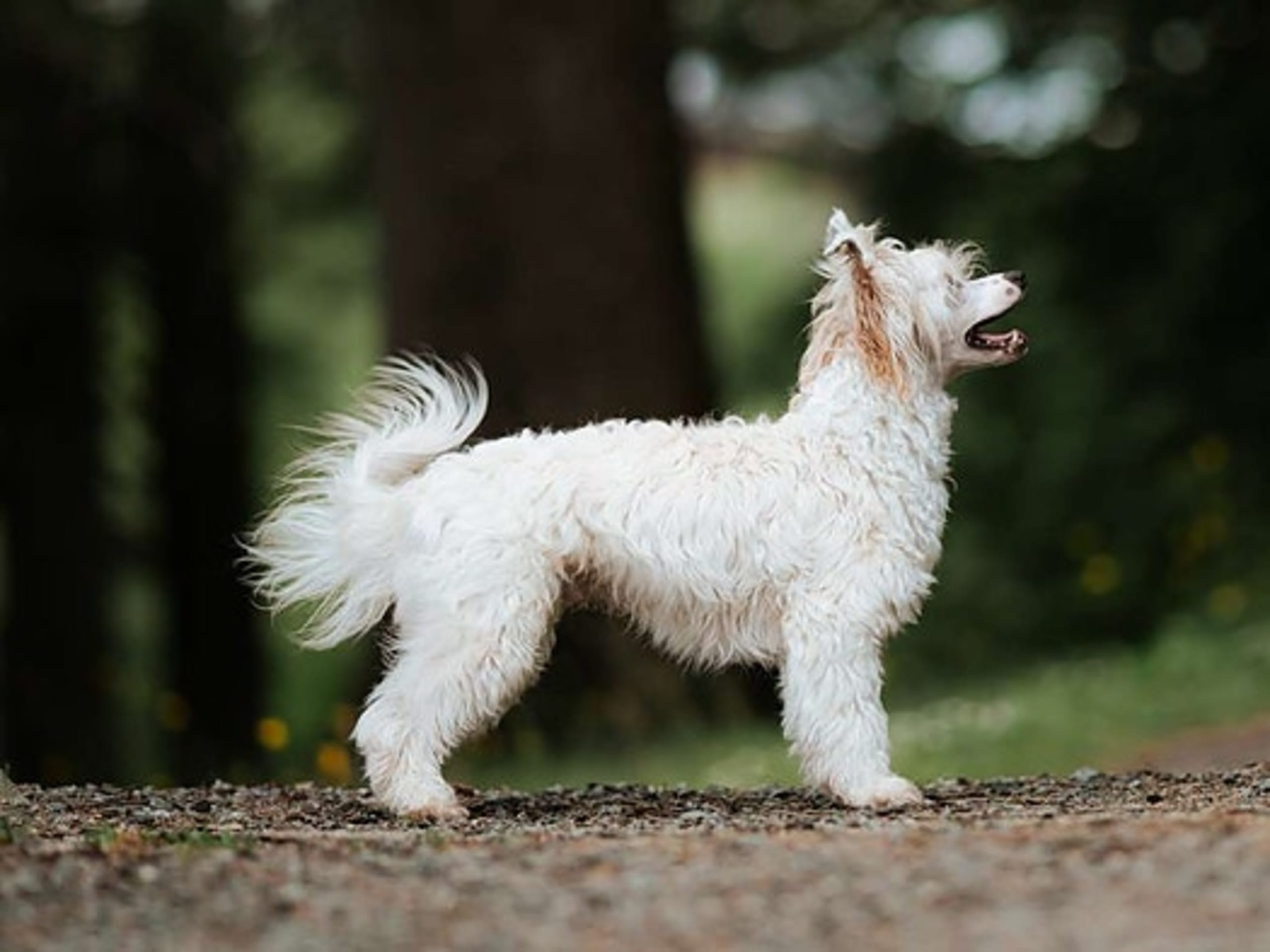 Chinese crested dog · Øvre Eidfjord · Carina Ingeborg Linnea Ekström