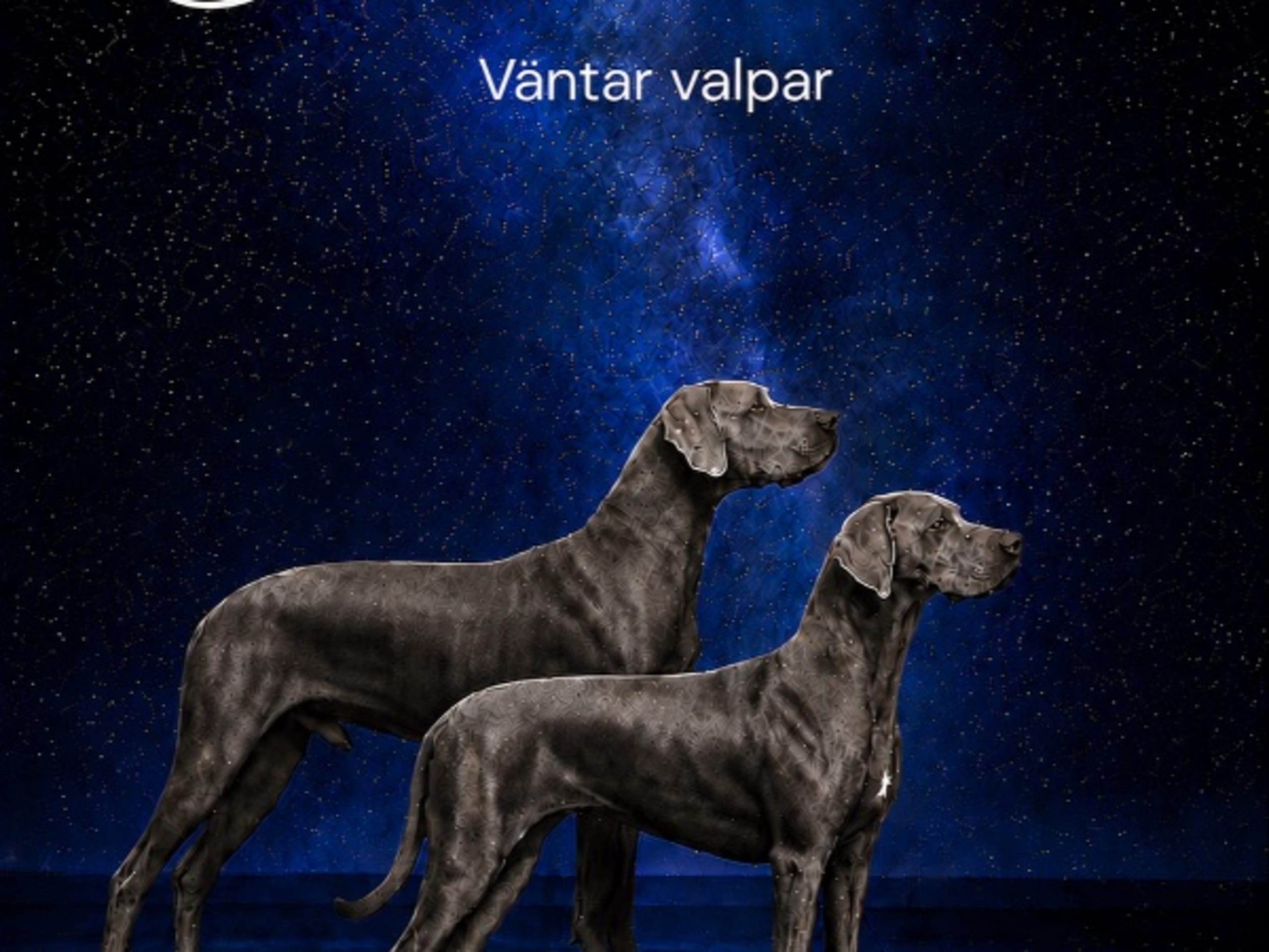 Great Dane (Grand danois) · Vikingstad · Grandebyns