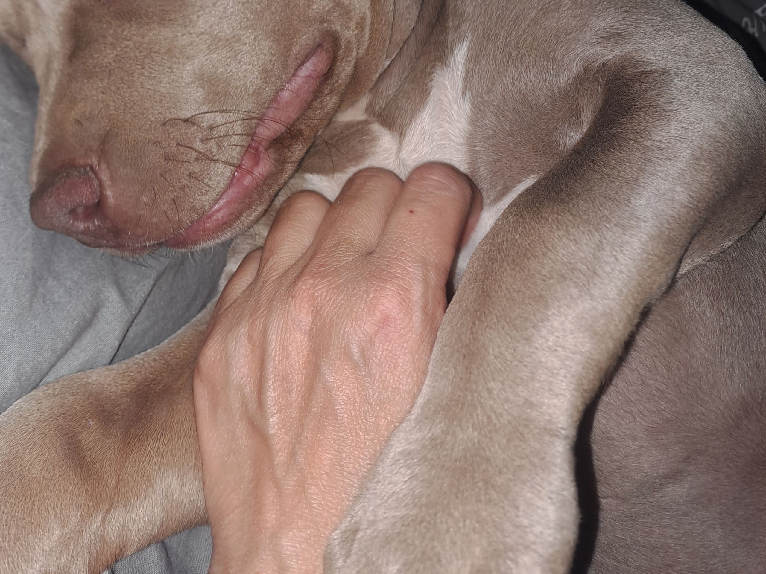 American bully · Torshälla · Privatperson