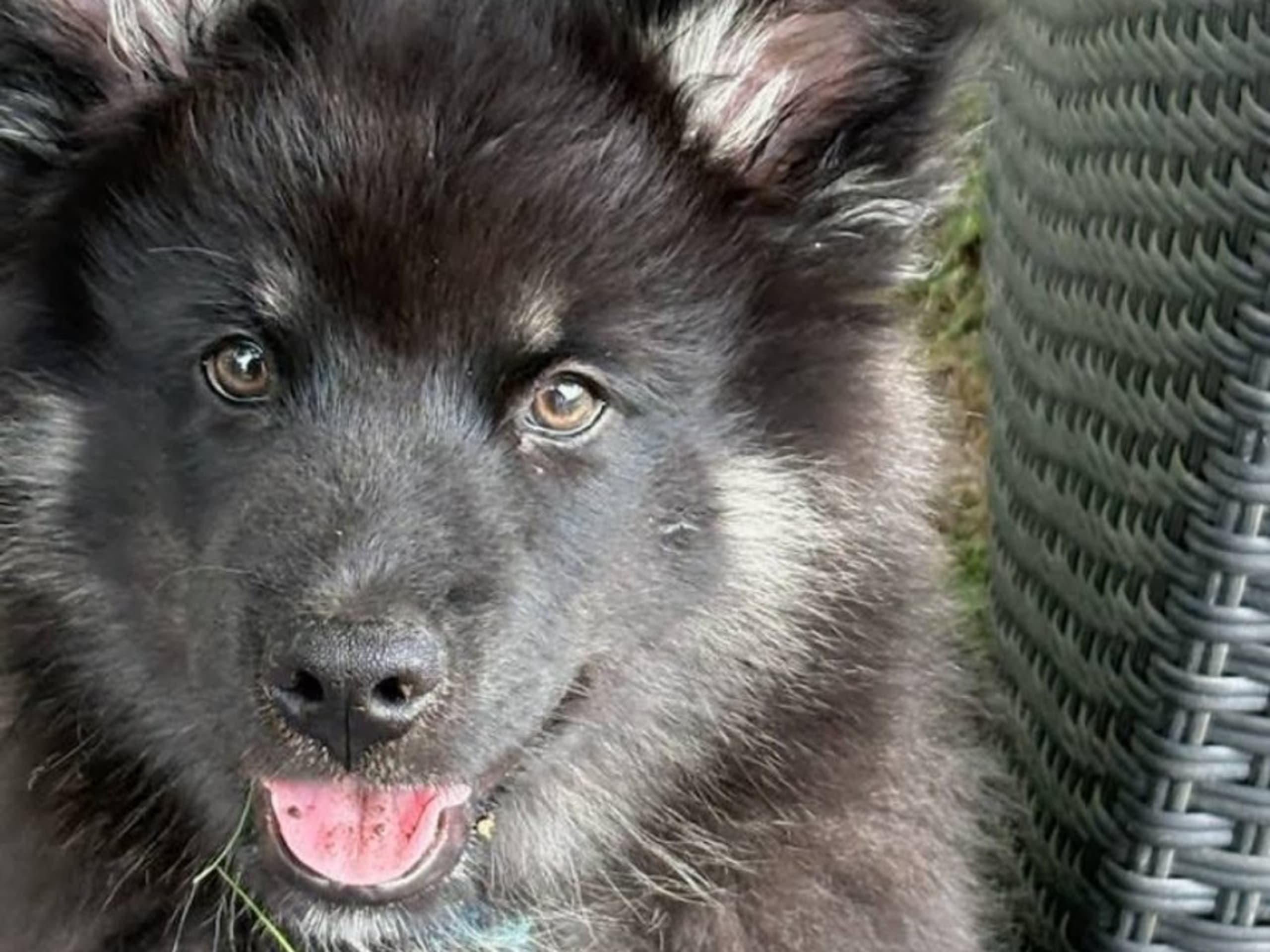 Finnish Lapphund · Karlstad · Vallarjäntans