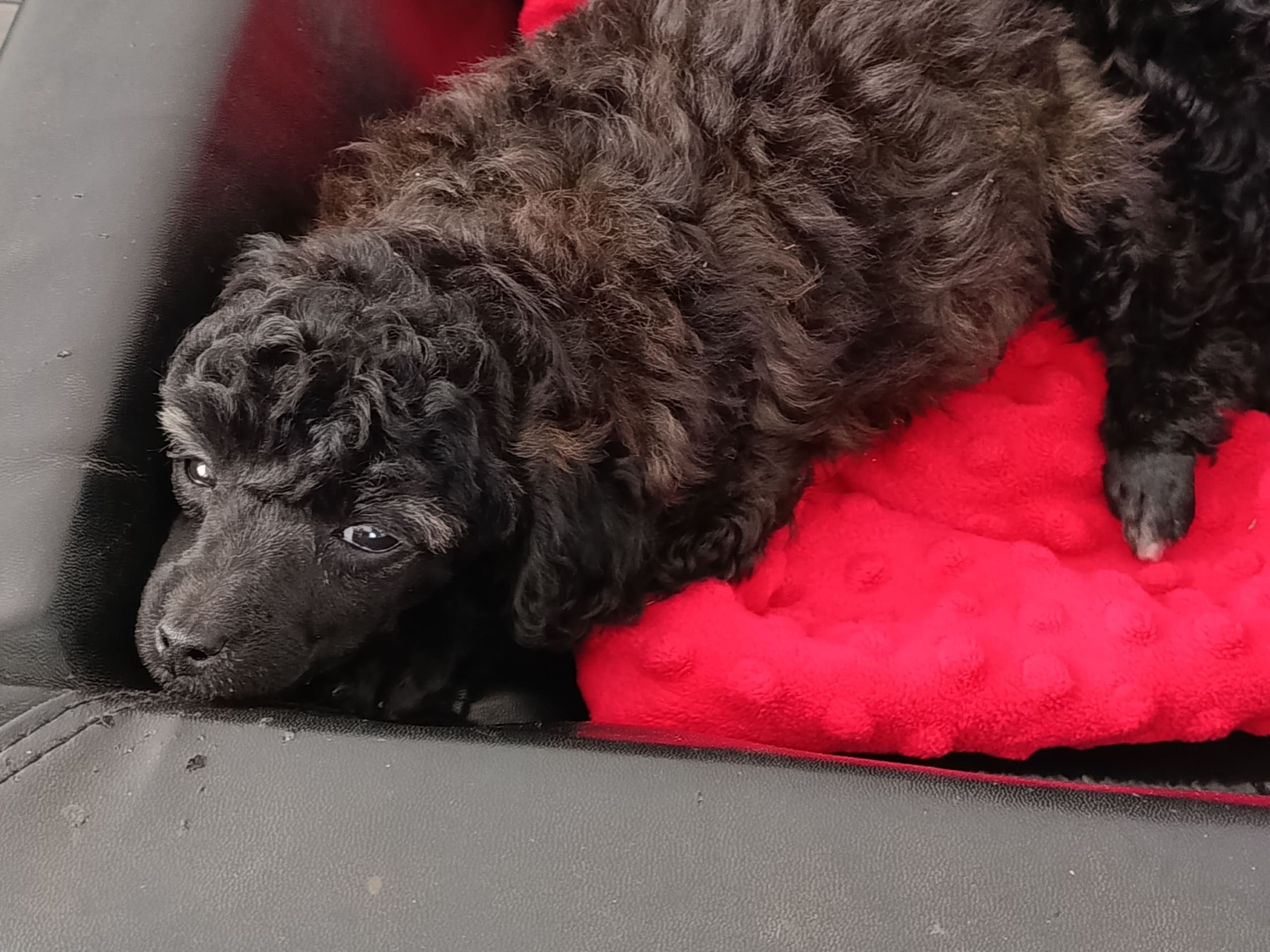 Hjortkvarns Cavapoo