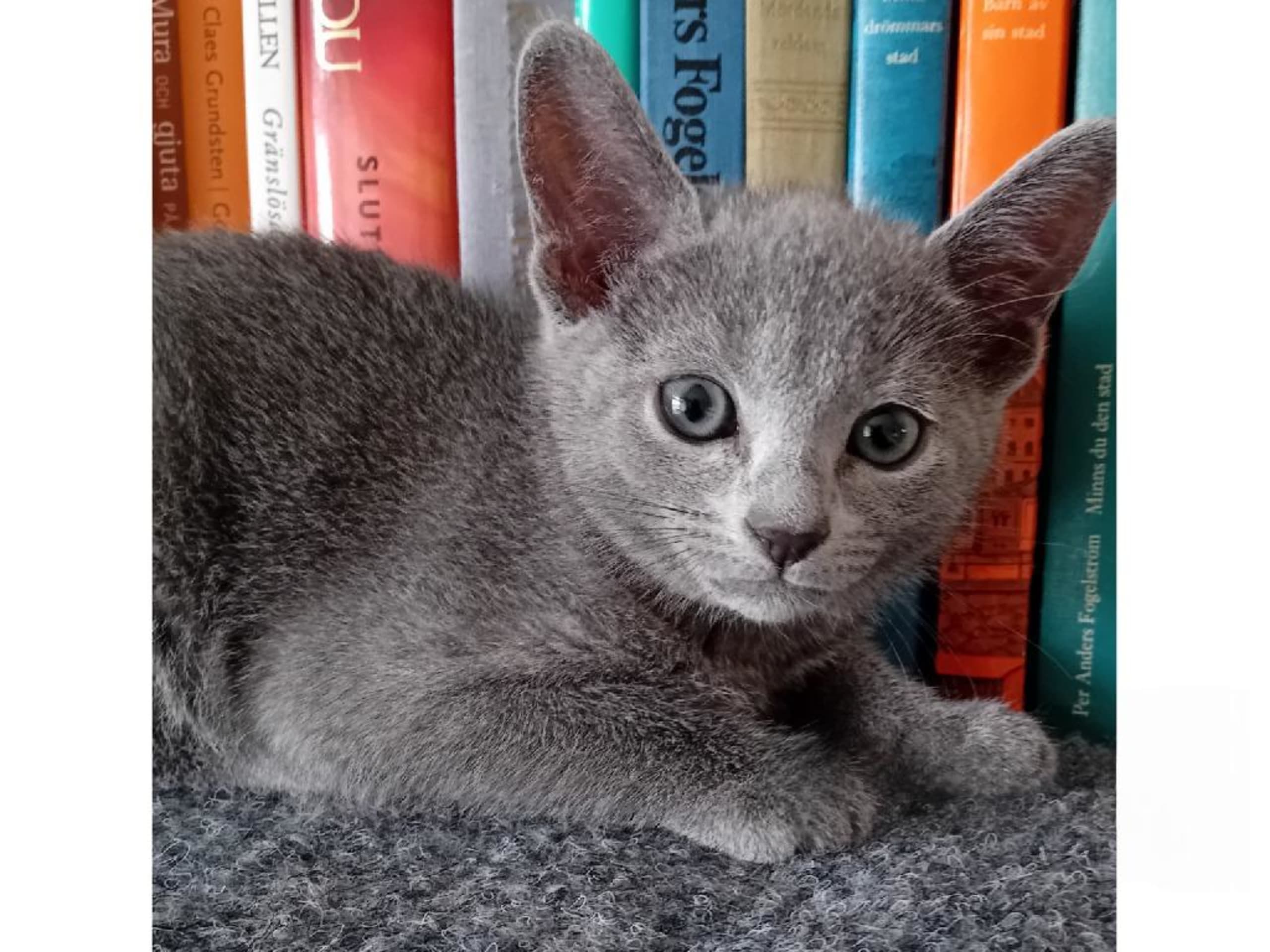 Russian Blue · Sundbyberg · S*Tsarens