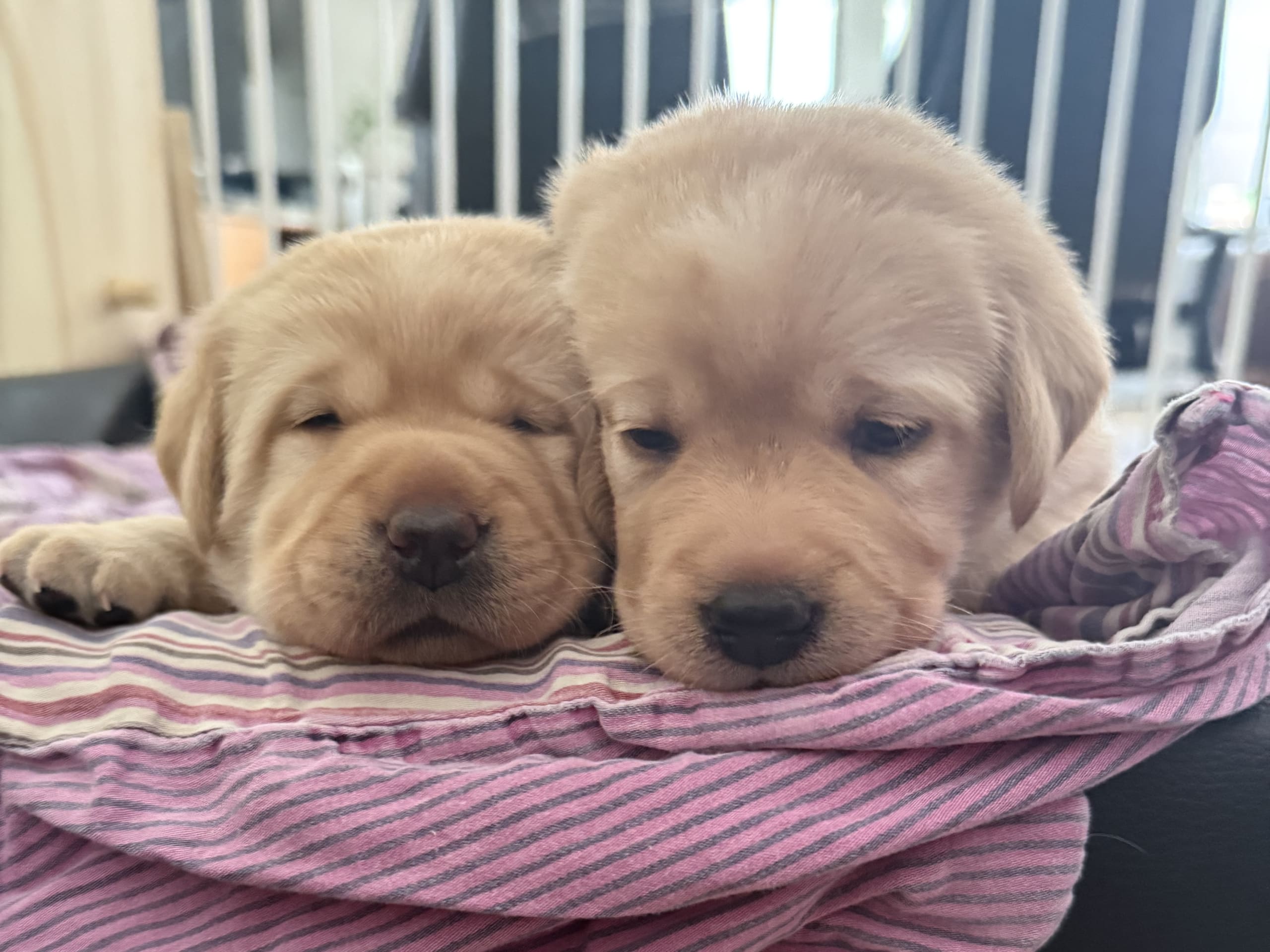 Labrador Retriever · Svärtinge · Blankgölens kennel