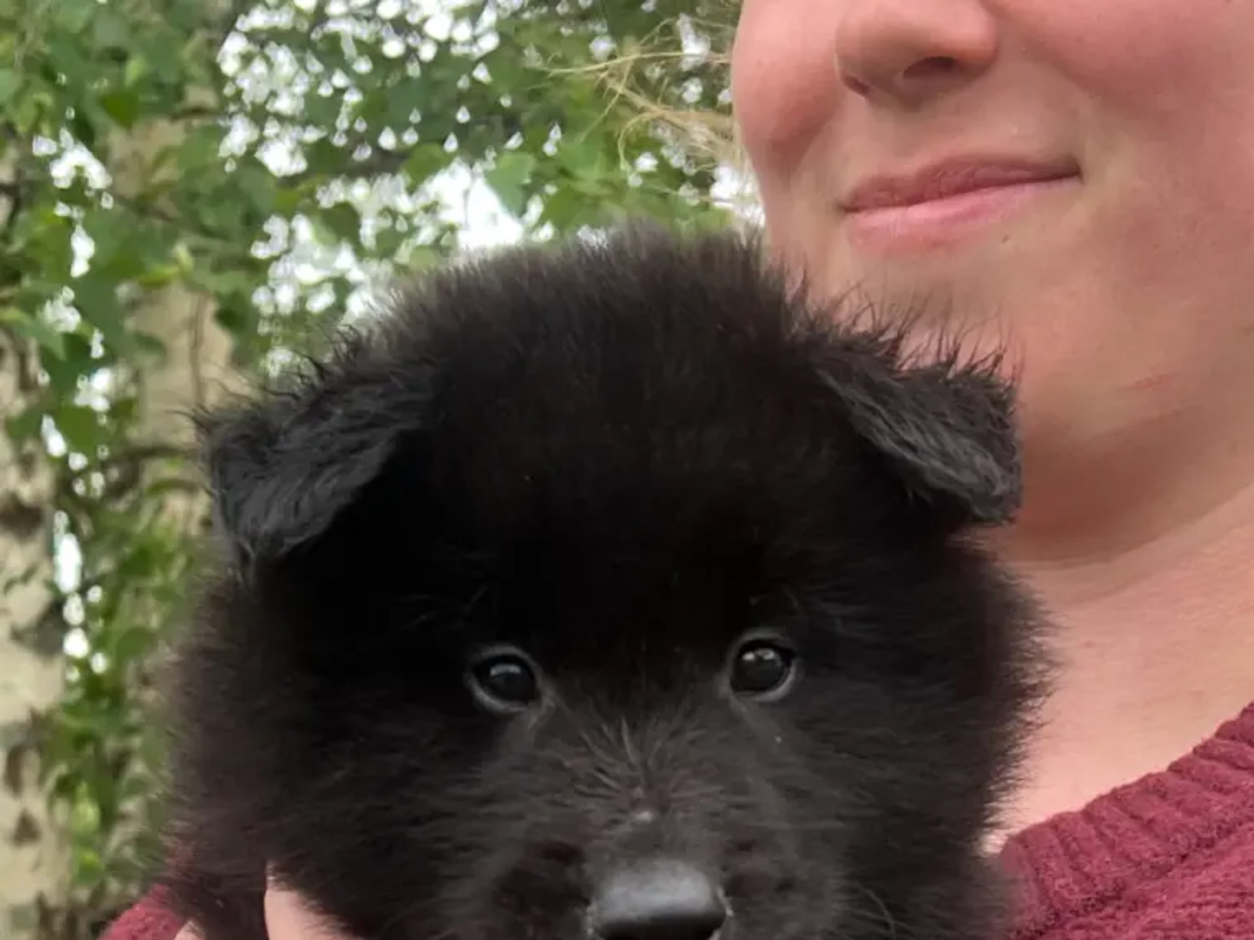 Belgisk hyrdehund – Groenendael · Hernes · Nangijala
