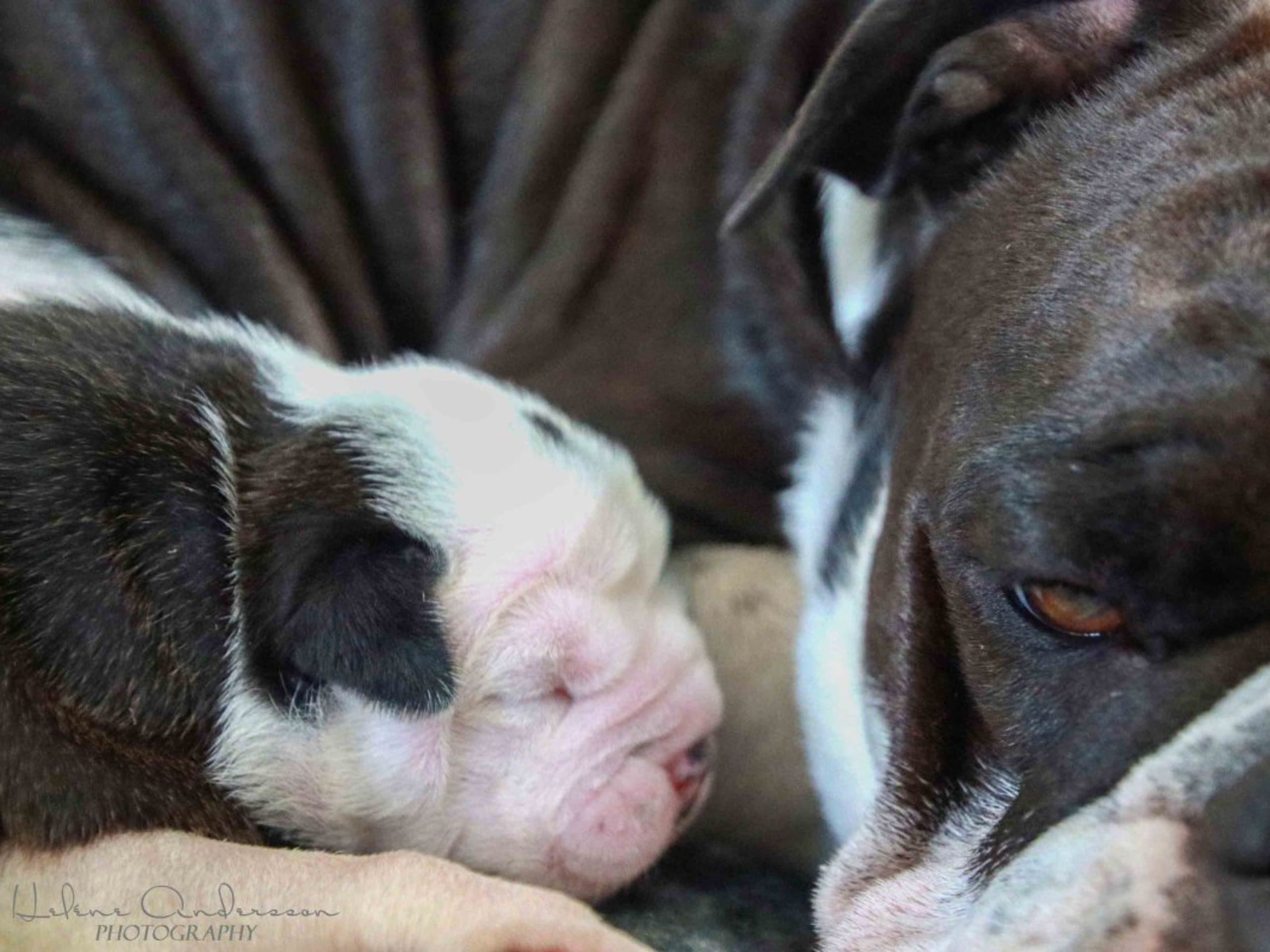 Continental Bulldog