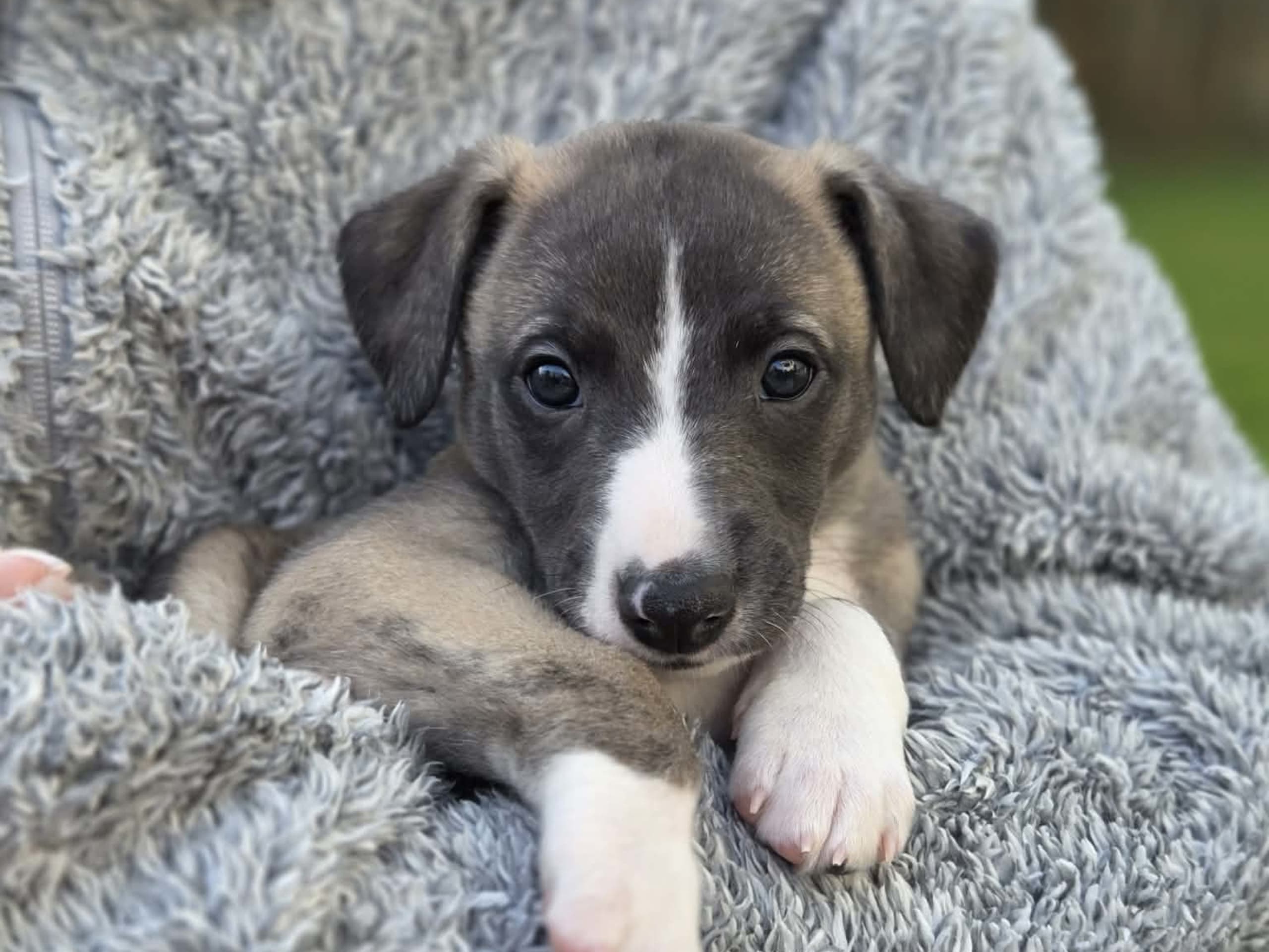 Whippet