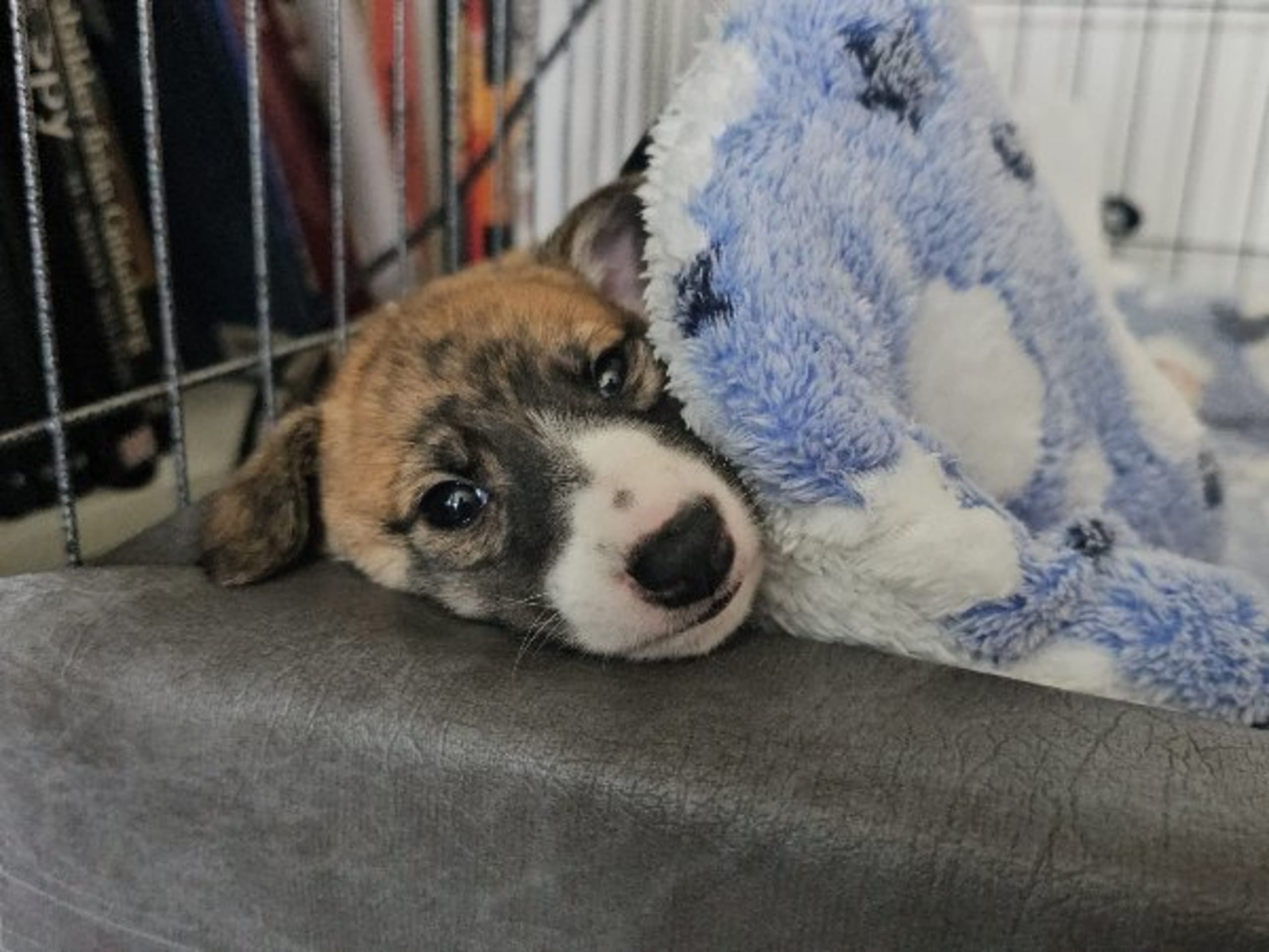Whippet