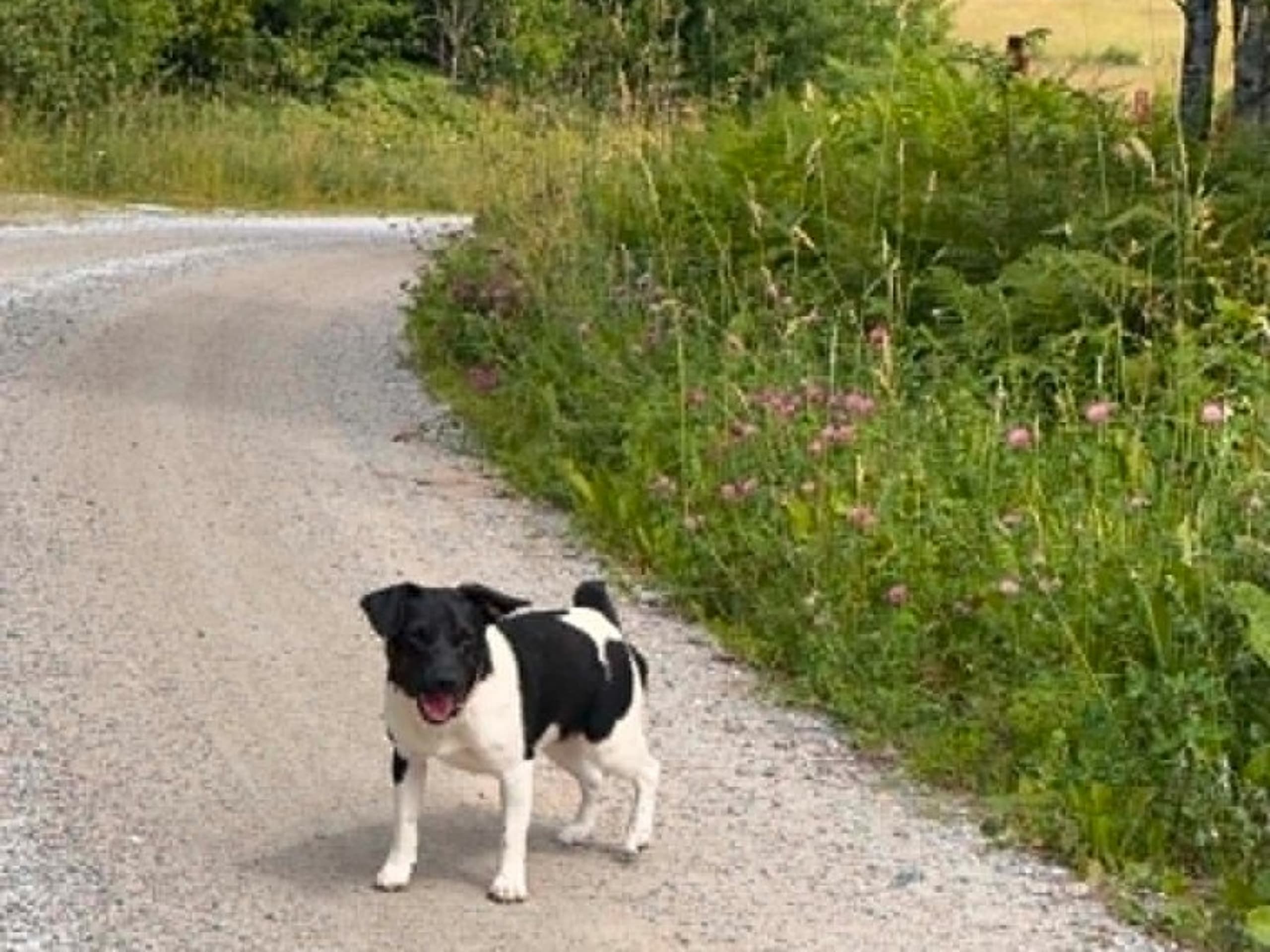 Danish Swedish Farmdog · Lillkyrka · Just Ask