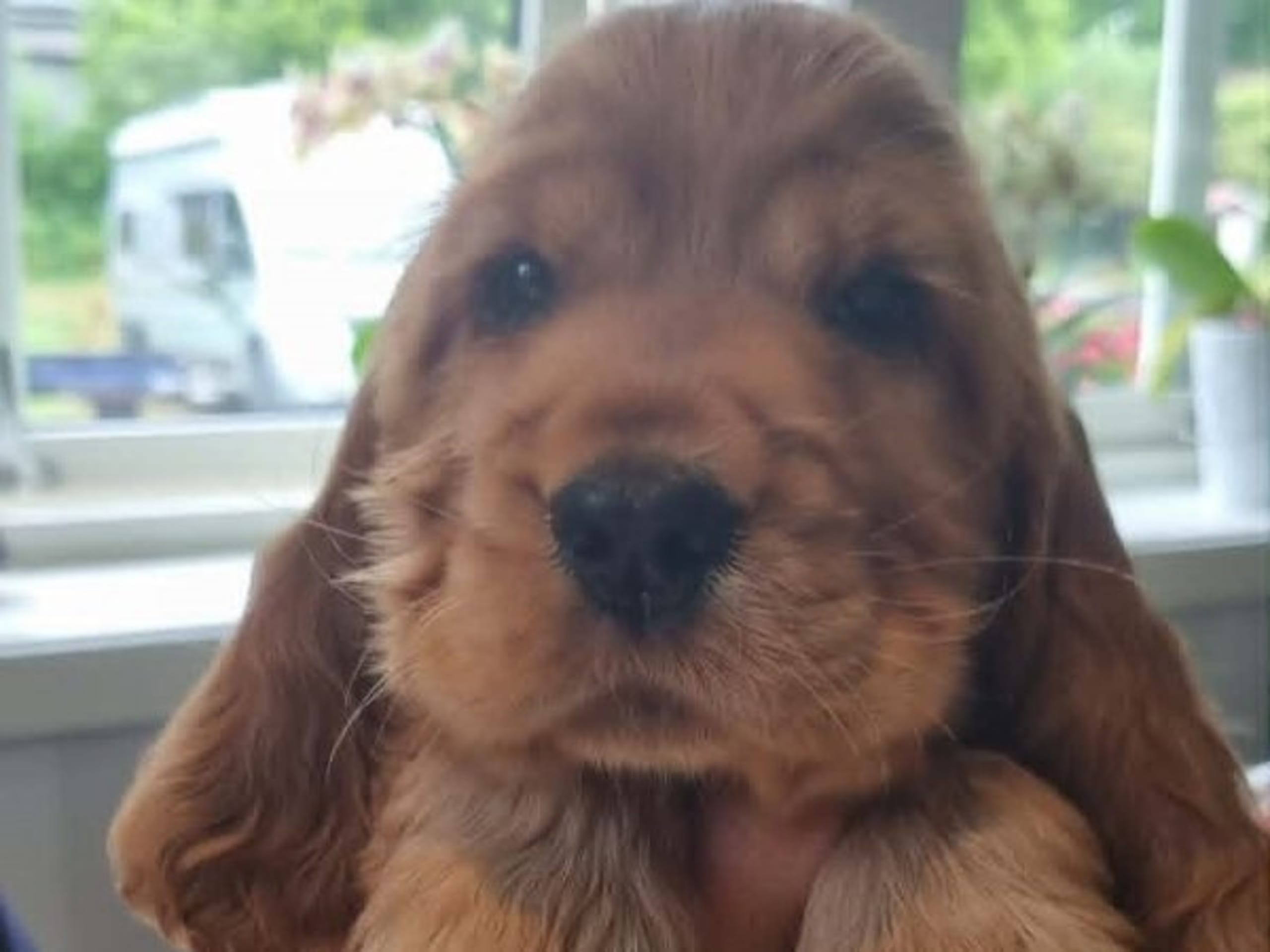 Cocker spaniel · Alingsås · Jazz Up's
