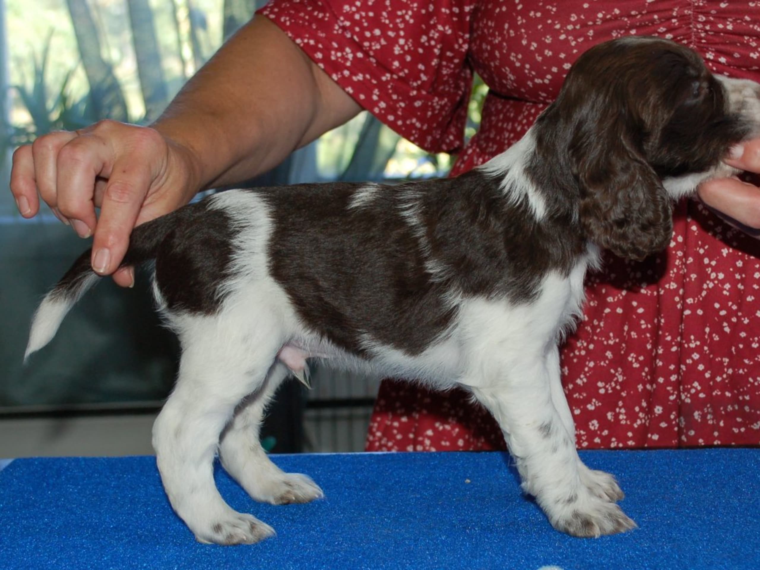 Engelsk springer spaniel · Mellerud · Ripplings