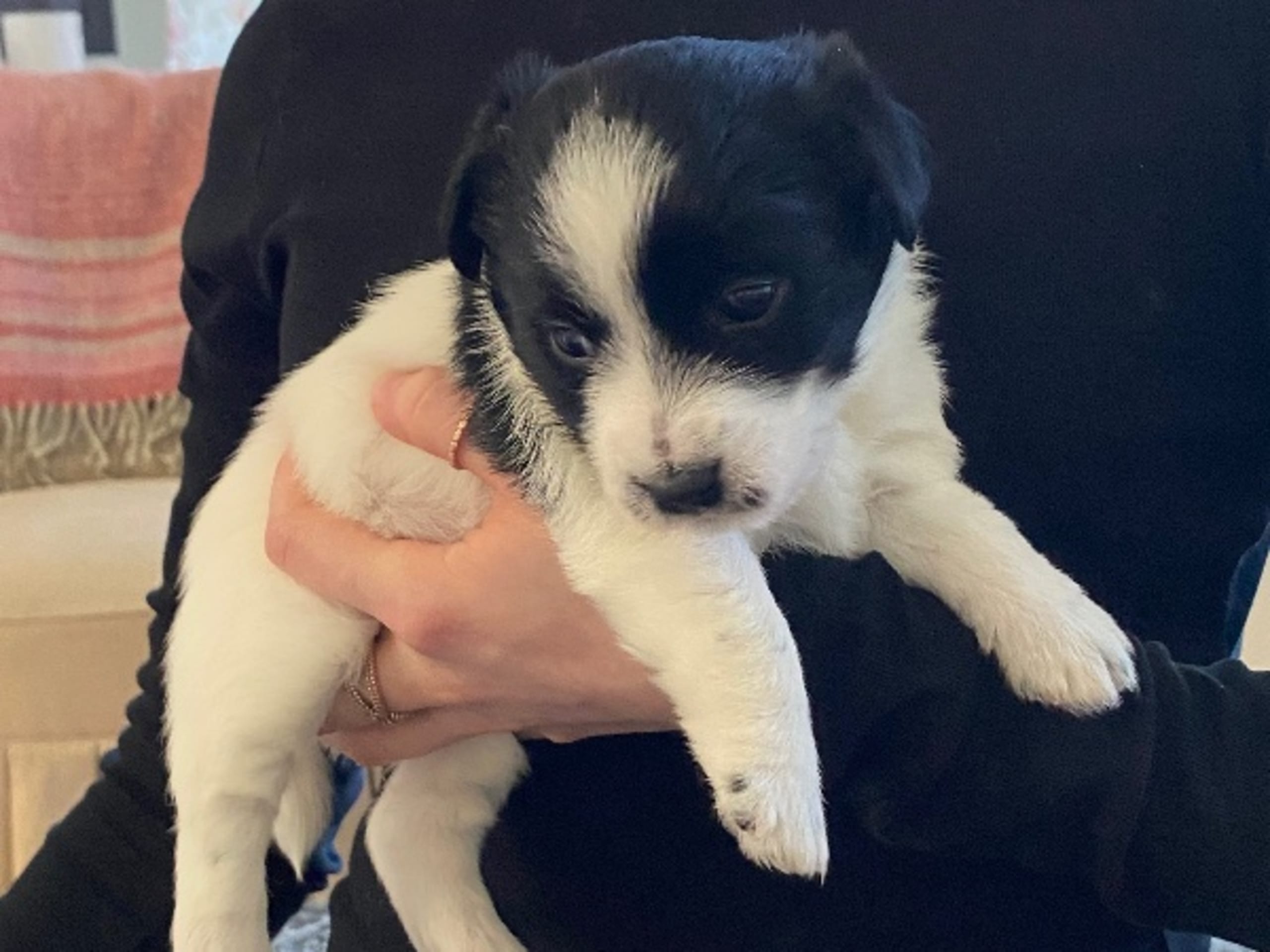 Jack Russell Terrier · Varberg · Kennel Beldio’s