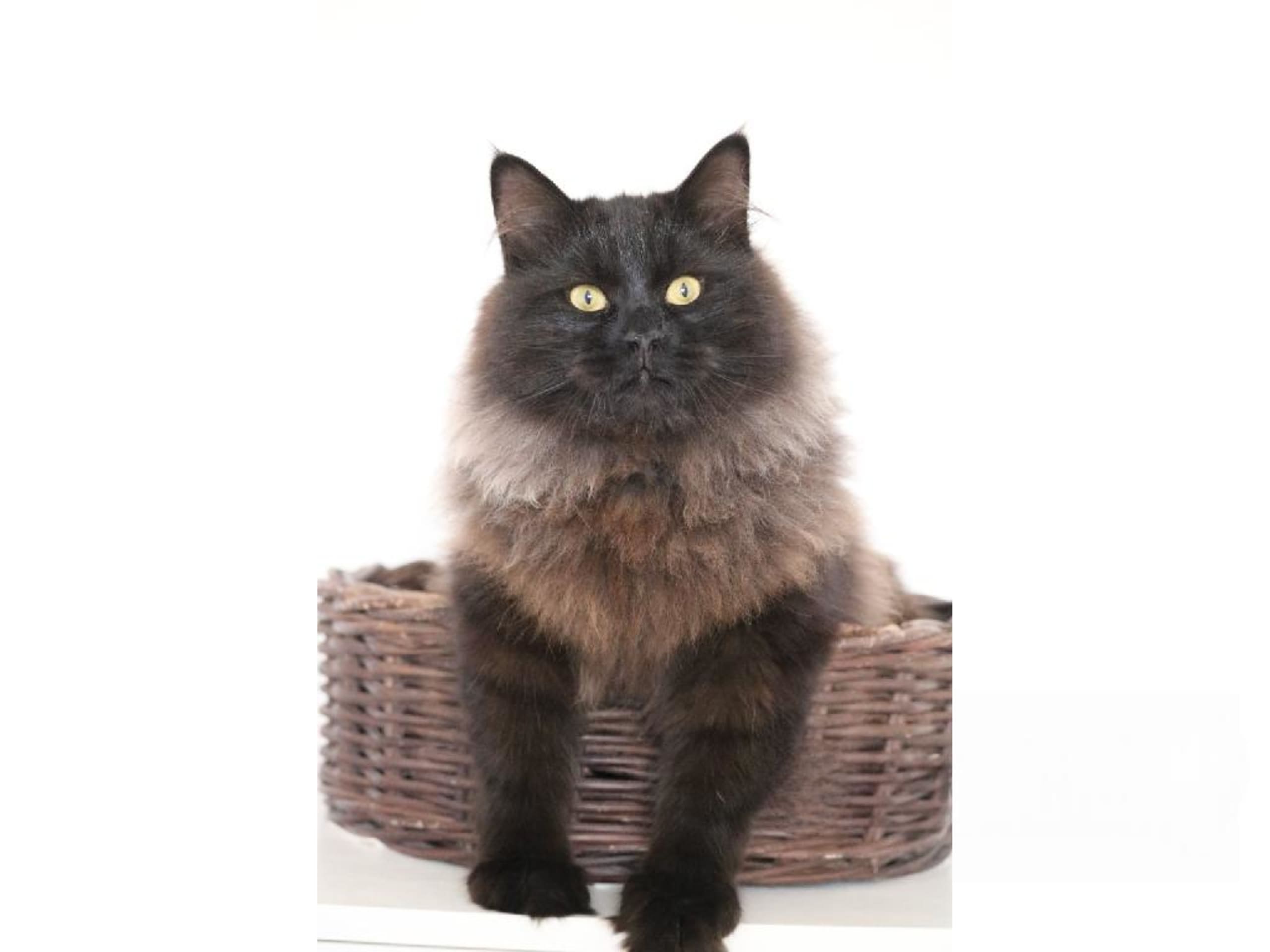 Sibirisk kat · Forsa · S*Vänorten's