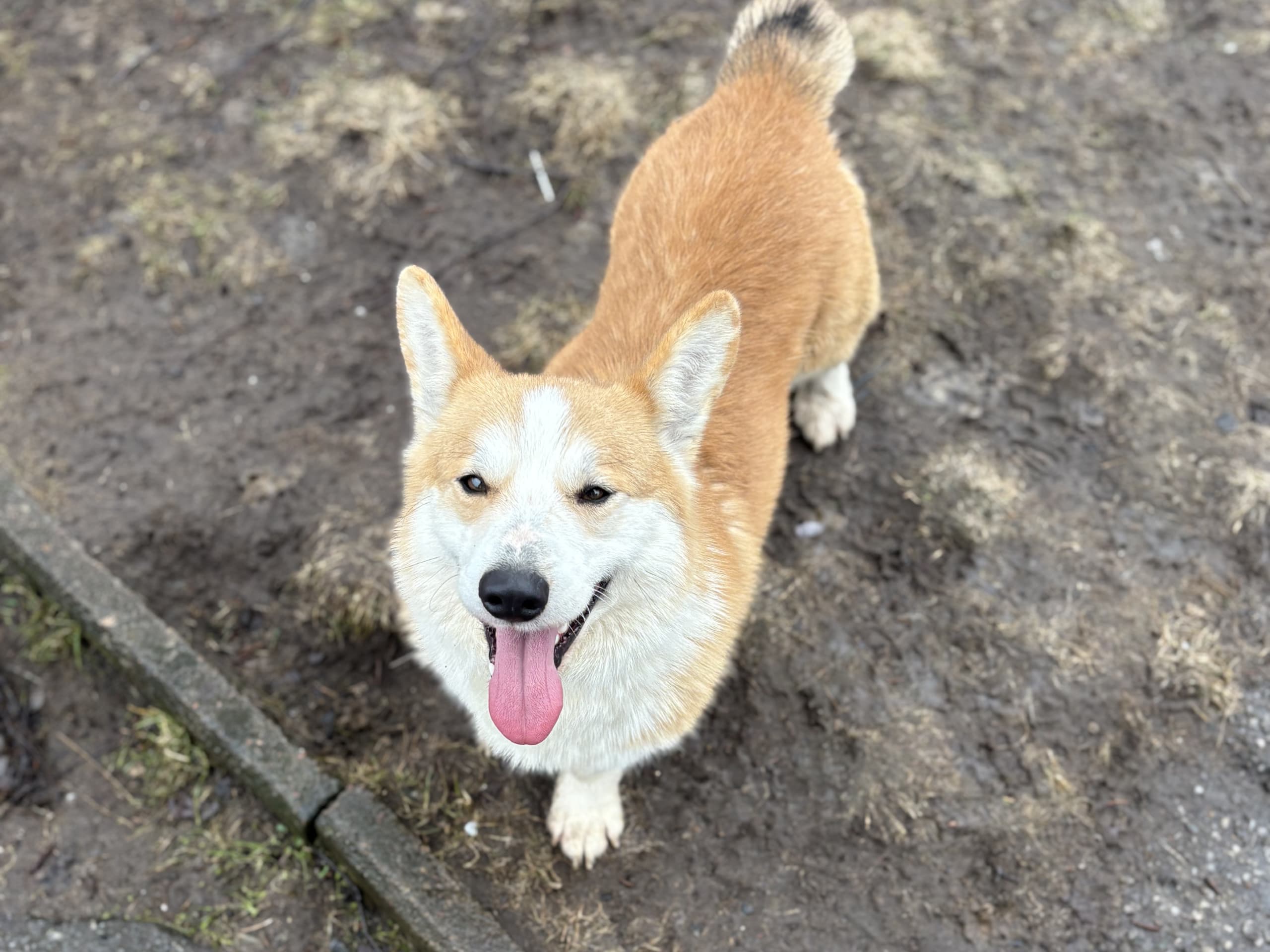 Welsh corgi pembroke · Höör · Jersgården