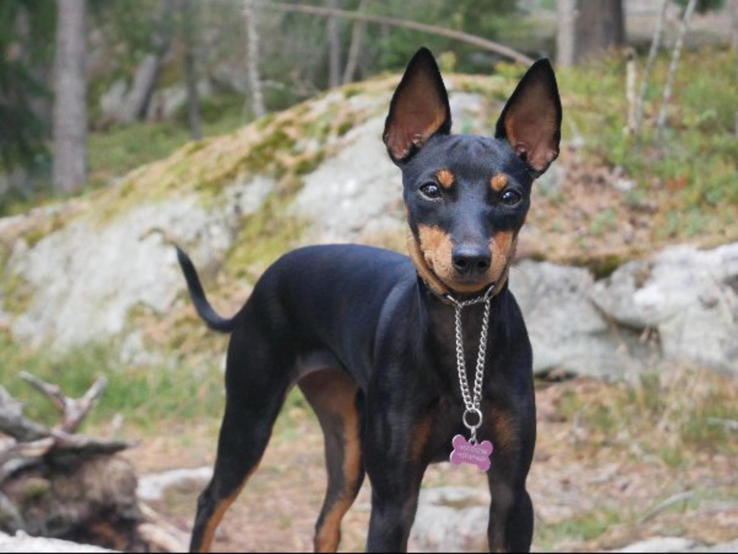 English Toy Terrier · Bromma · winsome flames